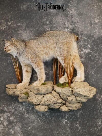 Canada Lynx