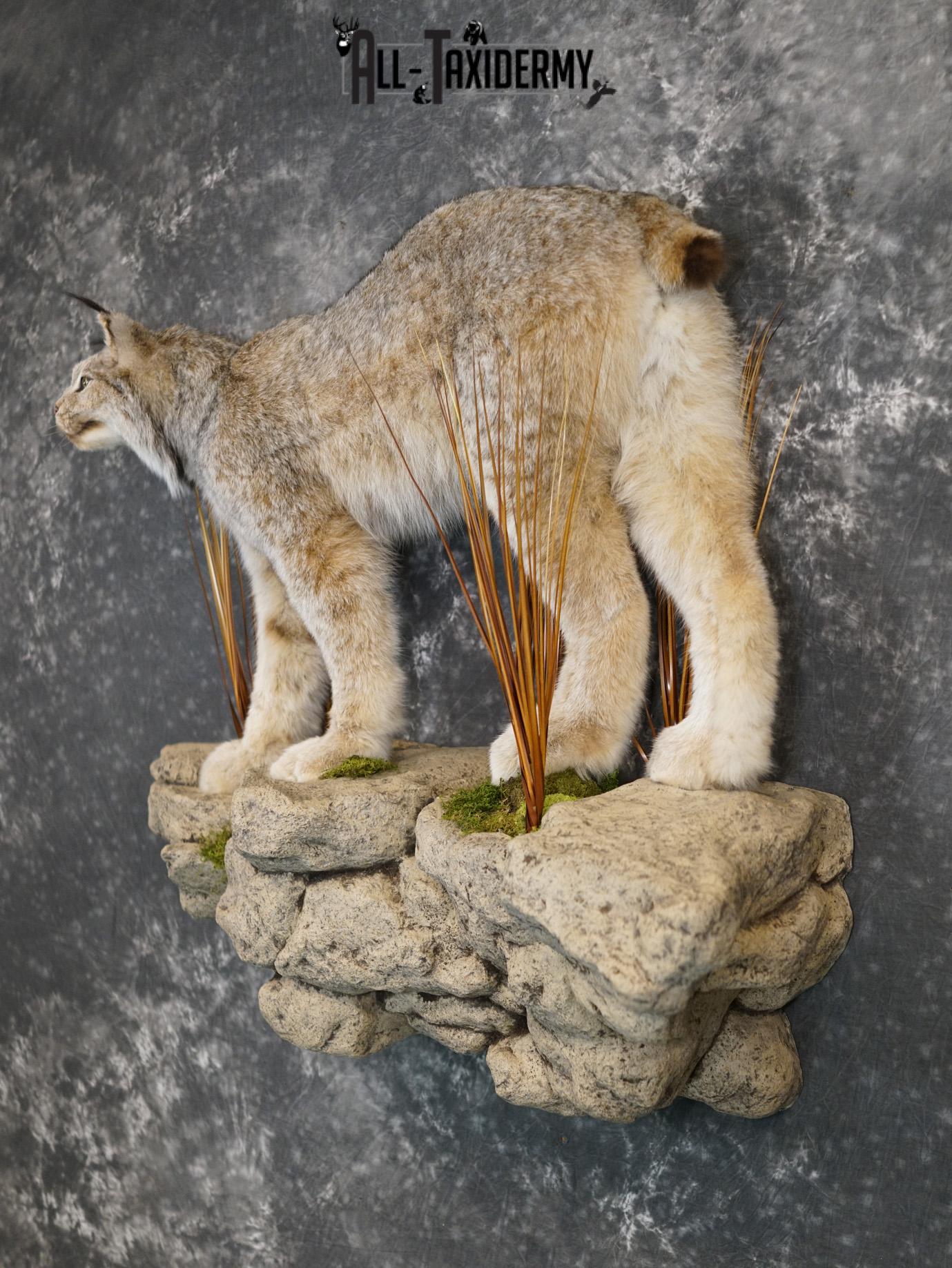Lynx full body taxidermy mount for sale SKU 2133 - Image 11