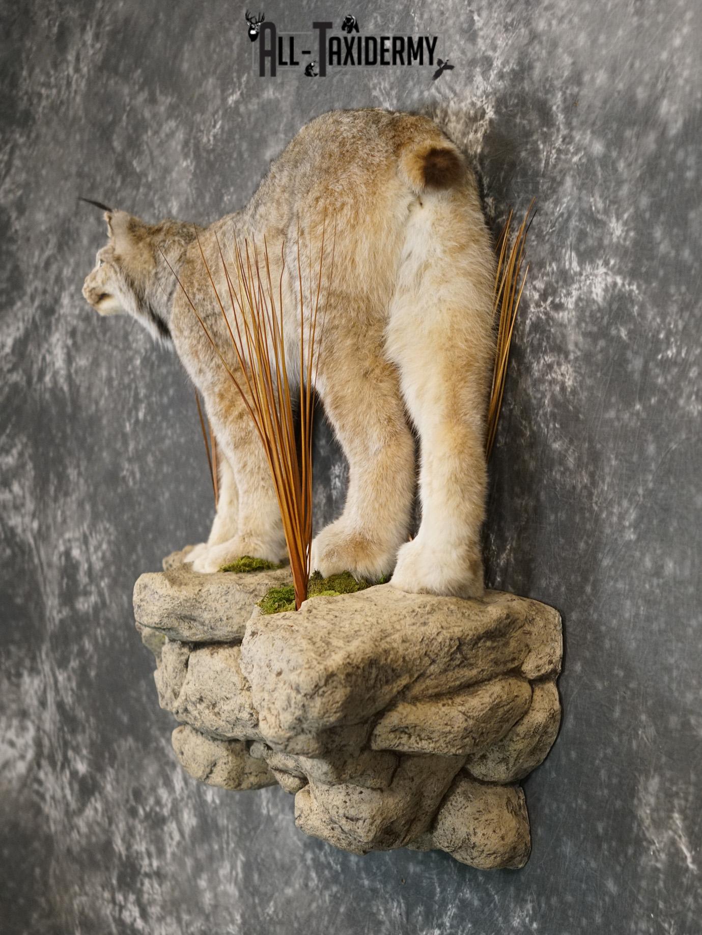 Lynx full body taxidermy mount for sale SKU 2133 - Image 10