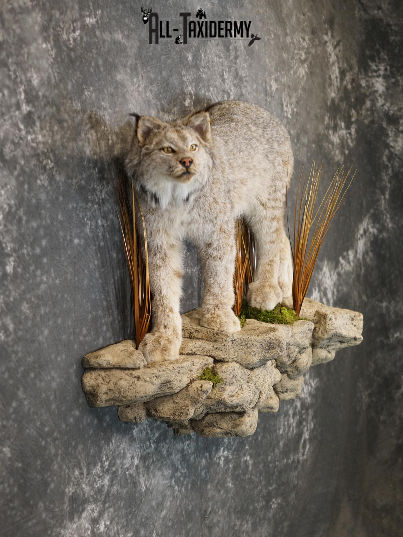 Lynx full body taxidermy mount for sale SKU 2133 - Image 8
