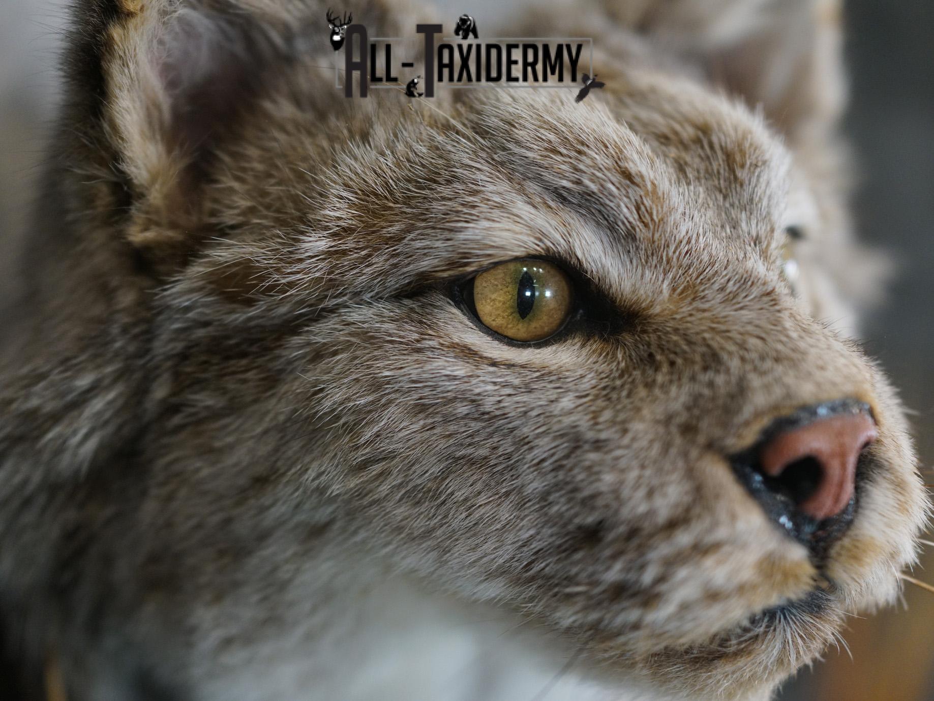 Lynx full body taxidermy mount for sale SKU 2133 - Image 7