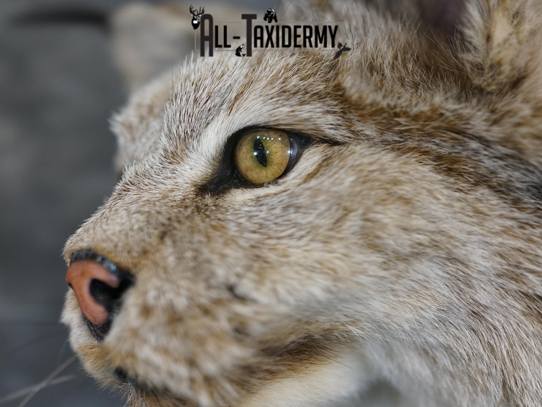 Lynx full body taxidermy mount for sale SKU 2133 - Image 6