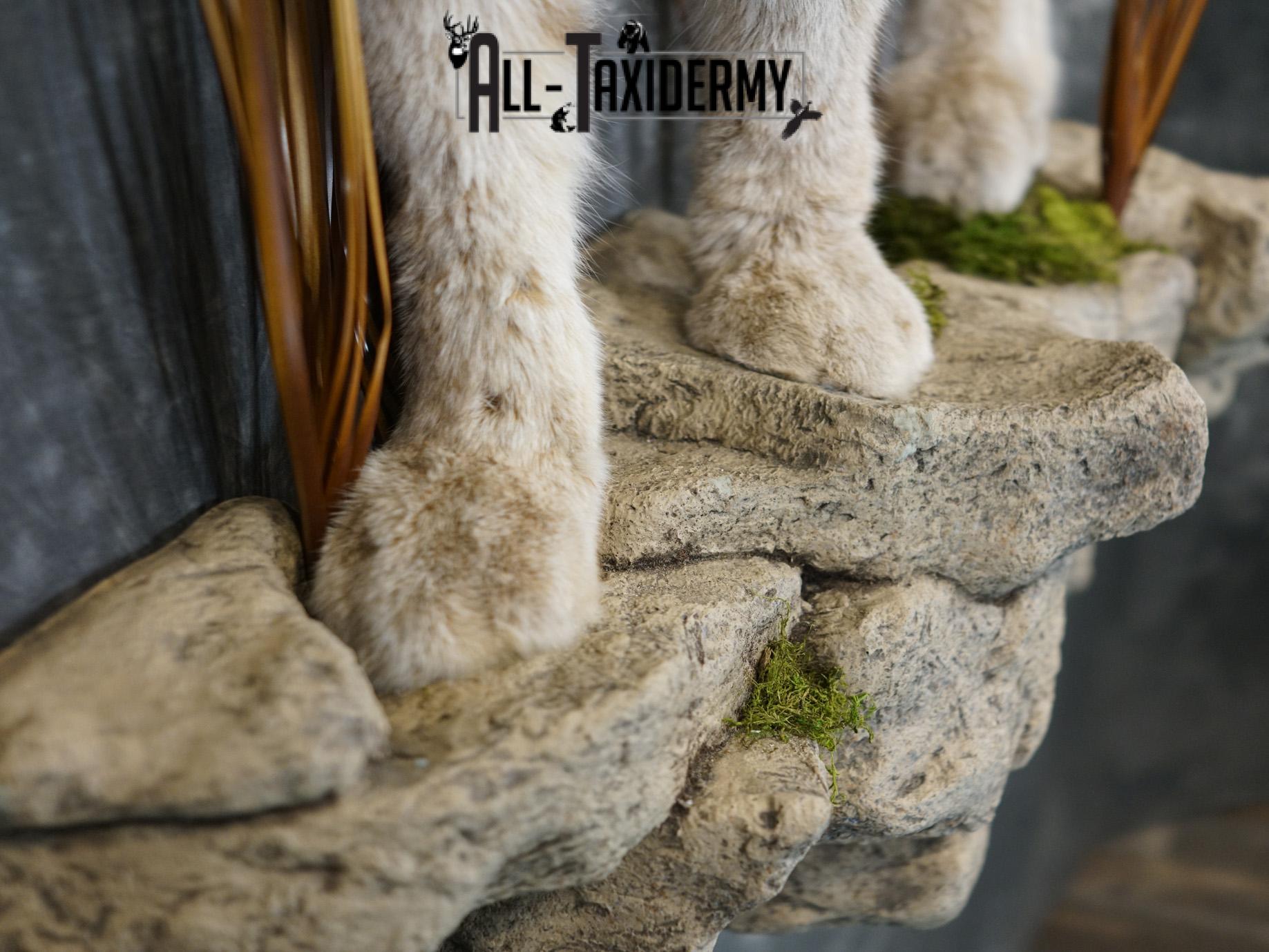 Lynx full body taxidermy mount for sale SKU 2133 - Image 5