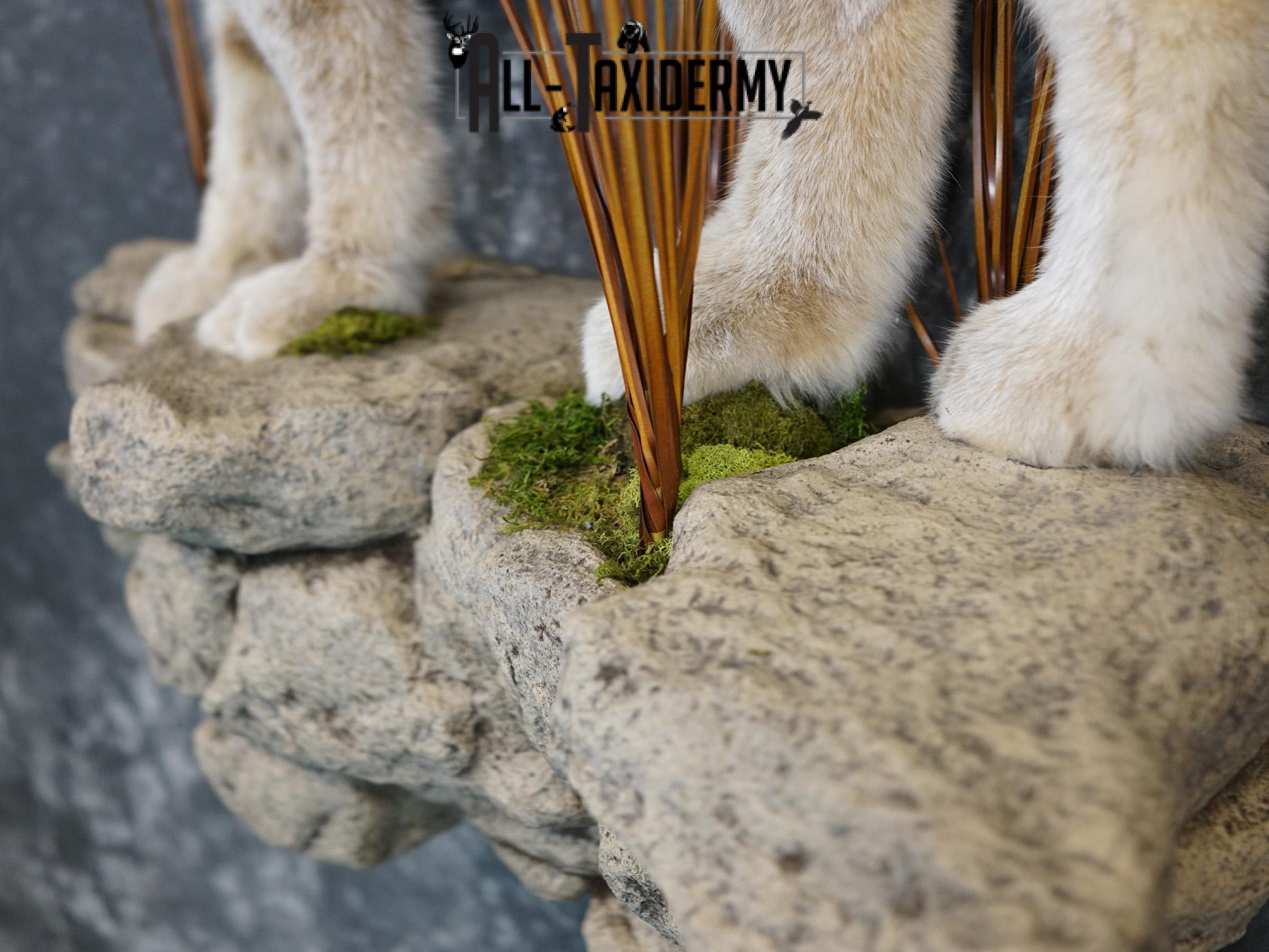 Lynx full body taxidermy mount for sale SKU 2133 - Image 4
