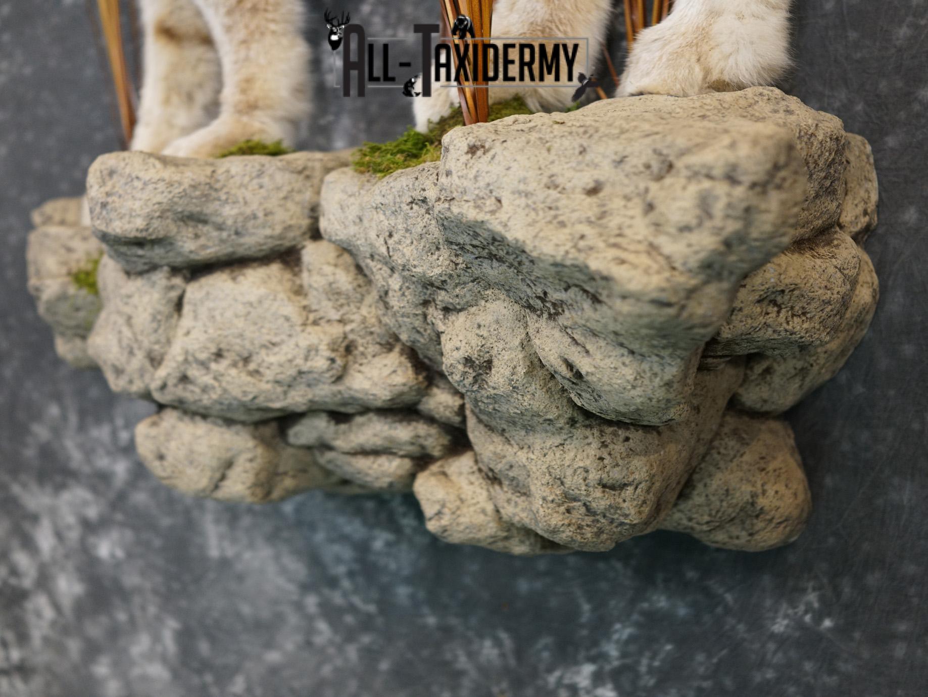 Lynx full body taxidermy mount for sale SKU 2133 - Image 3