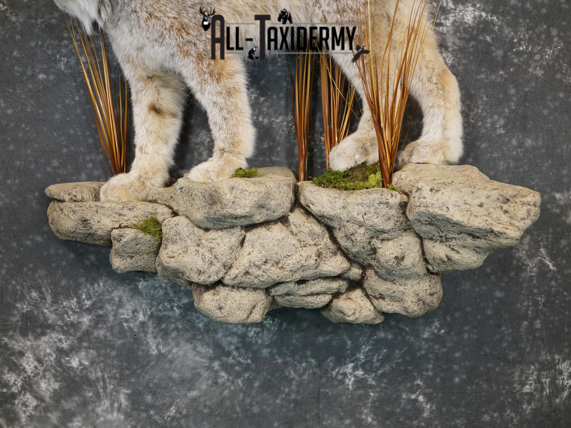 Lynx full body taxidermy mount for sale SKU 2133 - Image 2