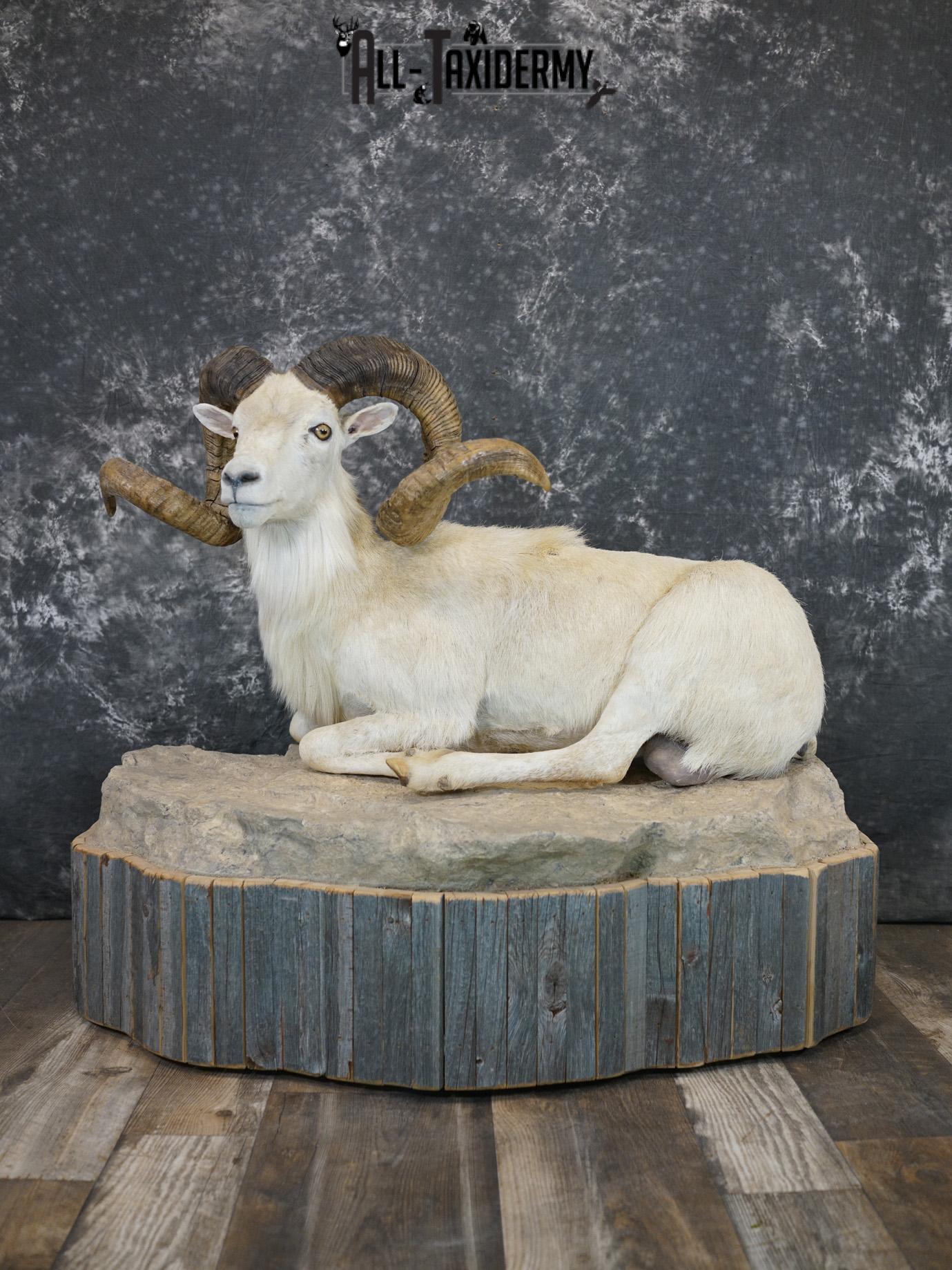 Texas Dall Sheep GOLD taxidermy mount for sale SKU 2195
