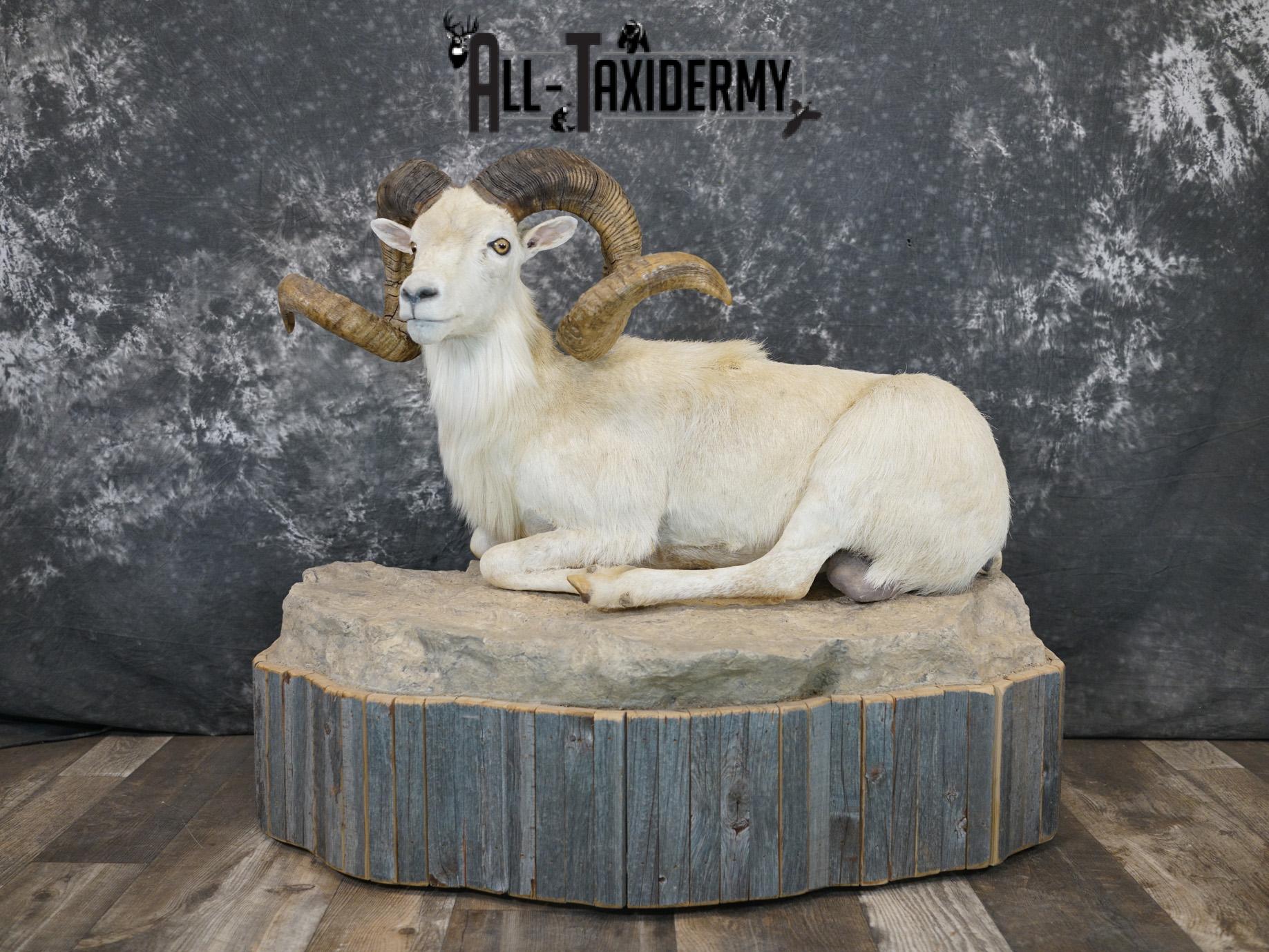 Texas Dall Sheep GOLD taxidermy mount for sale SKU 2195 - Image 14