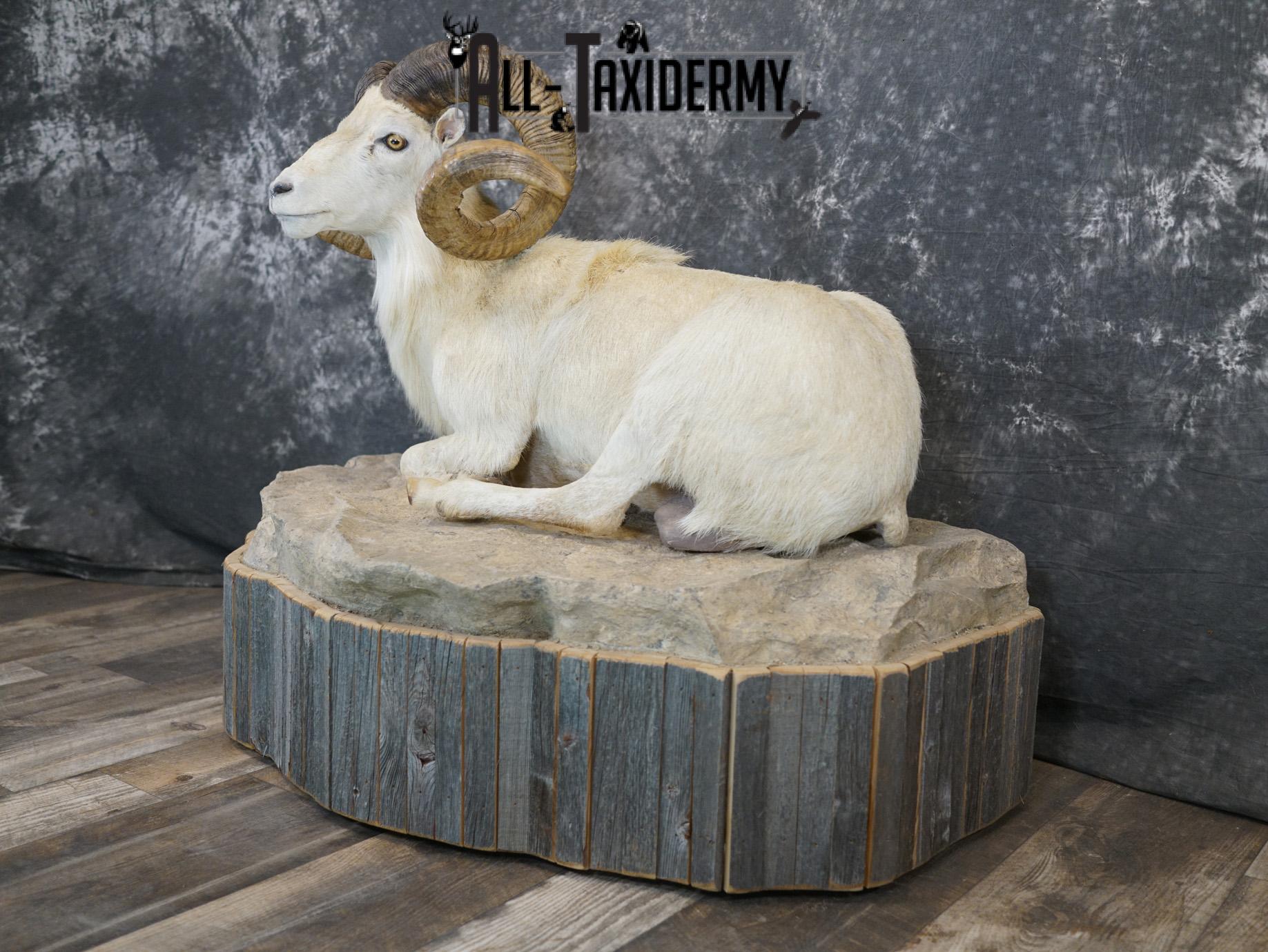 Texas Dall Sheep GOLD taxidermy mount for sale SKU 2195 - Image 13
