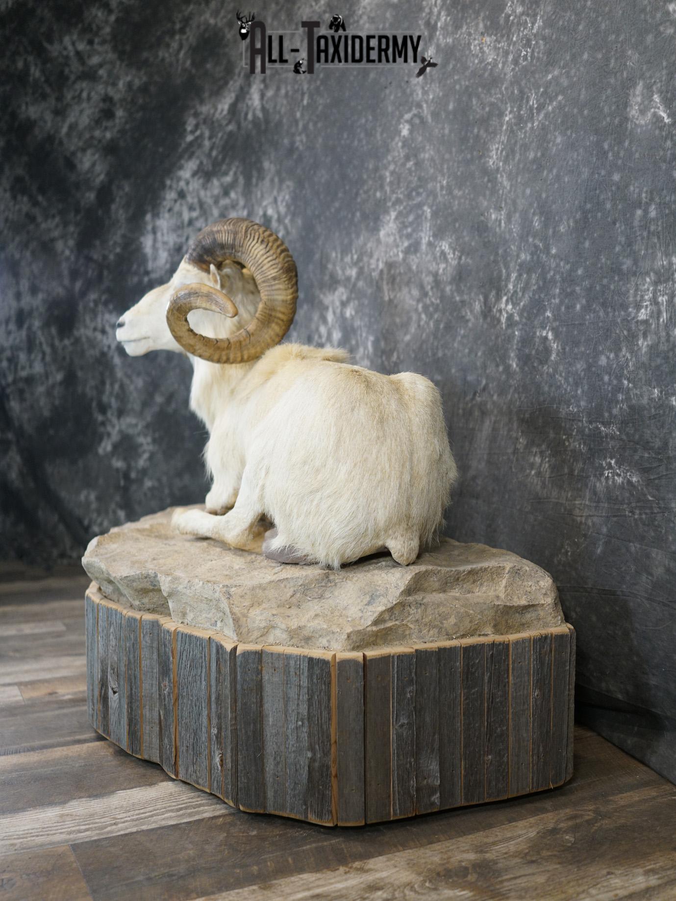 Texas Dall Sheep GOLD taxidermy mount for sale SKU 2195 - Image 12