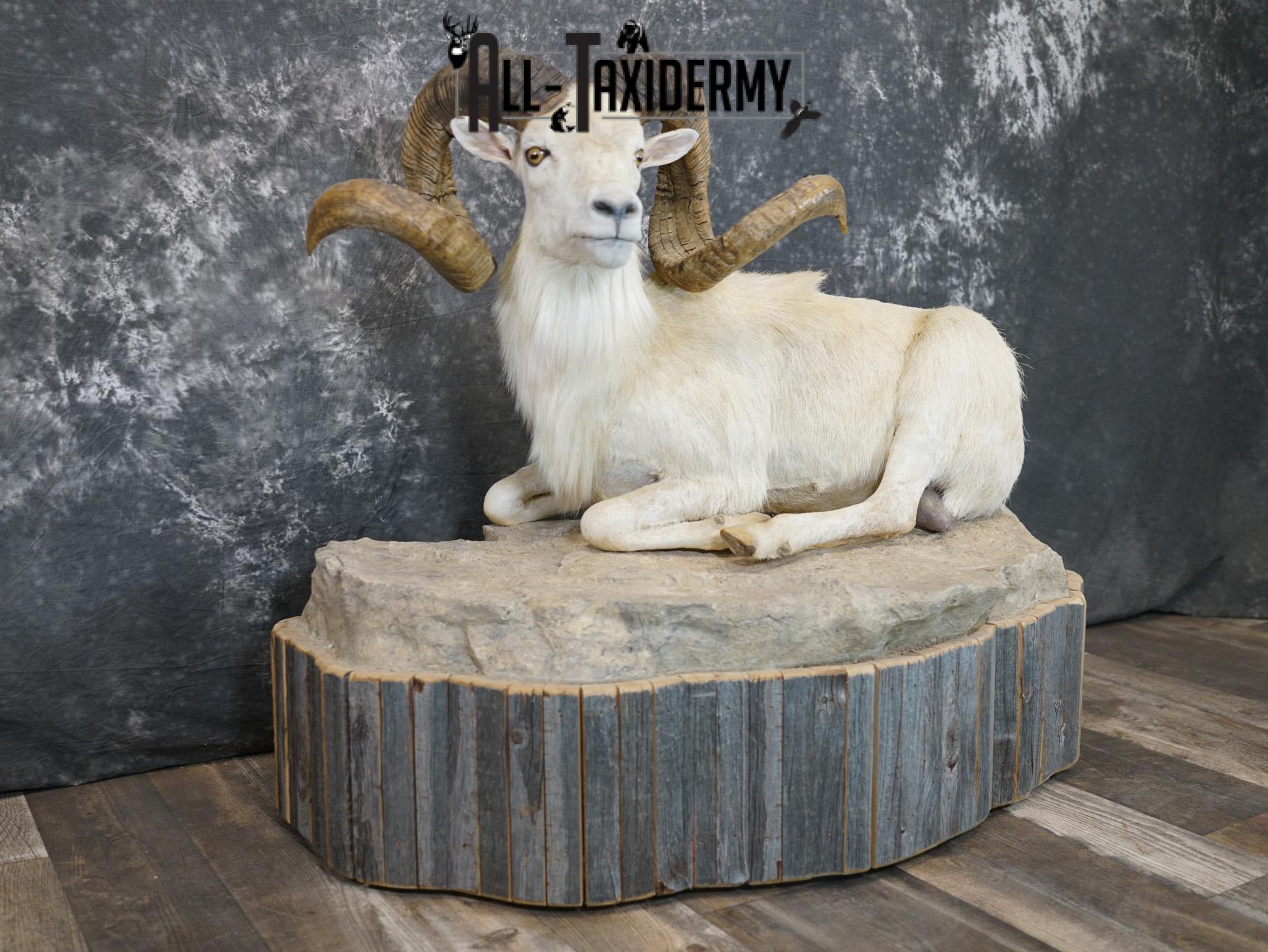 Texas Dall Sheep GOLD taxidermy mount for sale SKU 2195 - Image 11