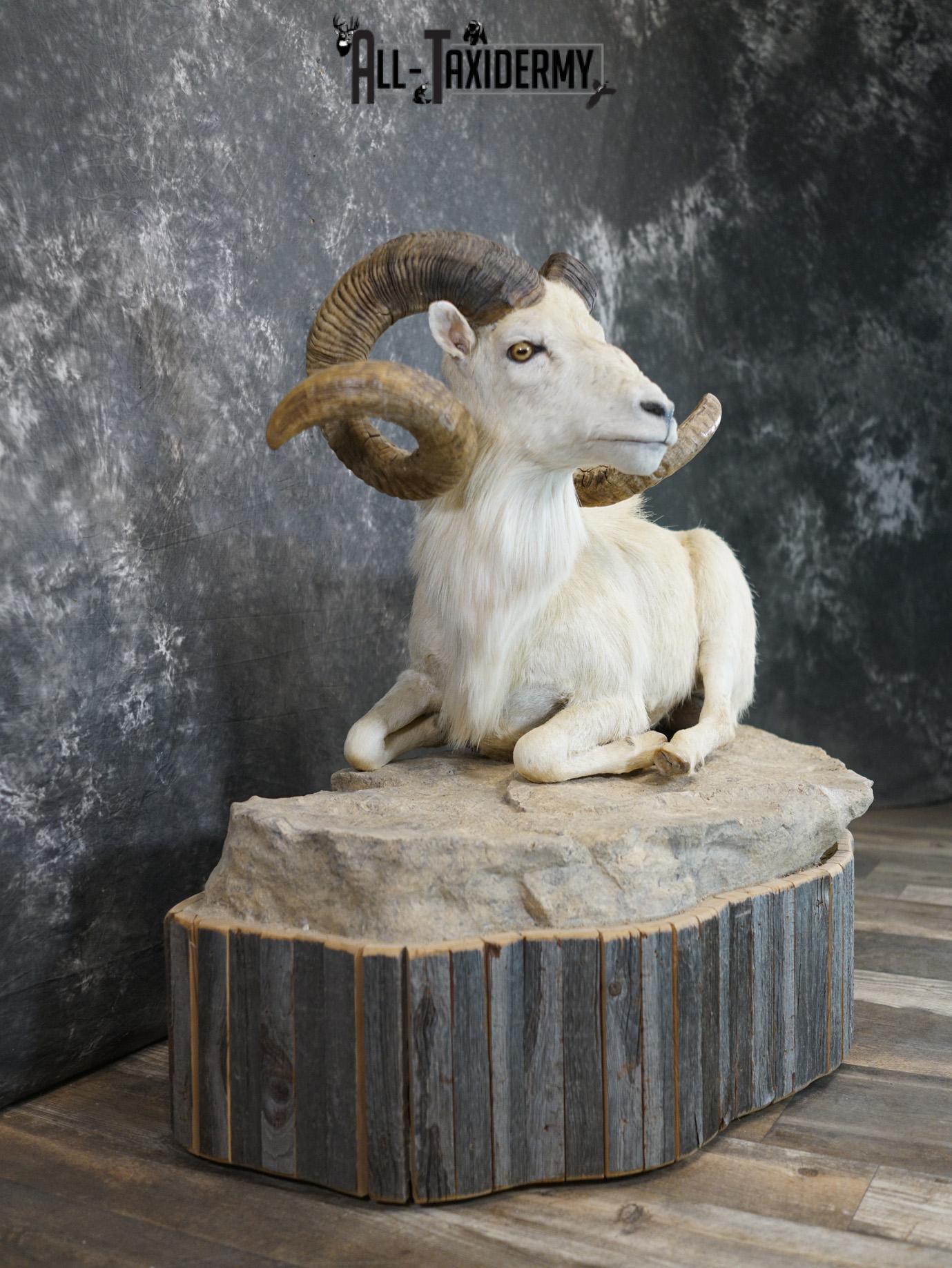 Texas Dall Sheep GOLD taxidermy mount for sale SKU 2195 - Image 10