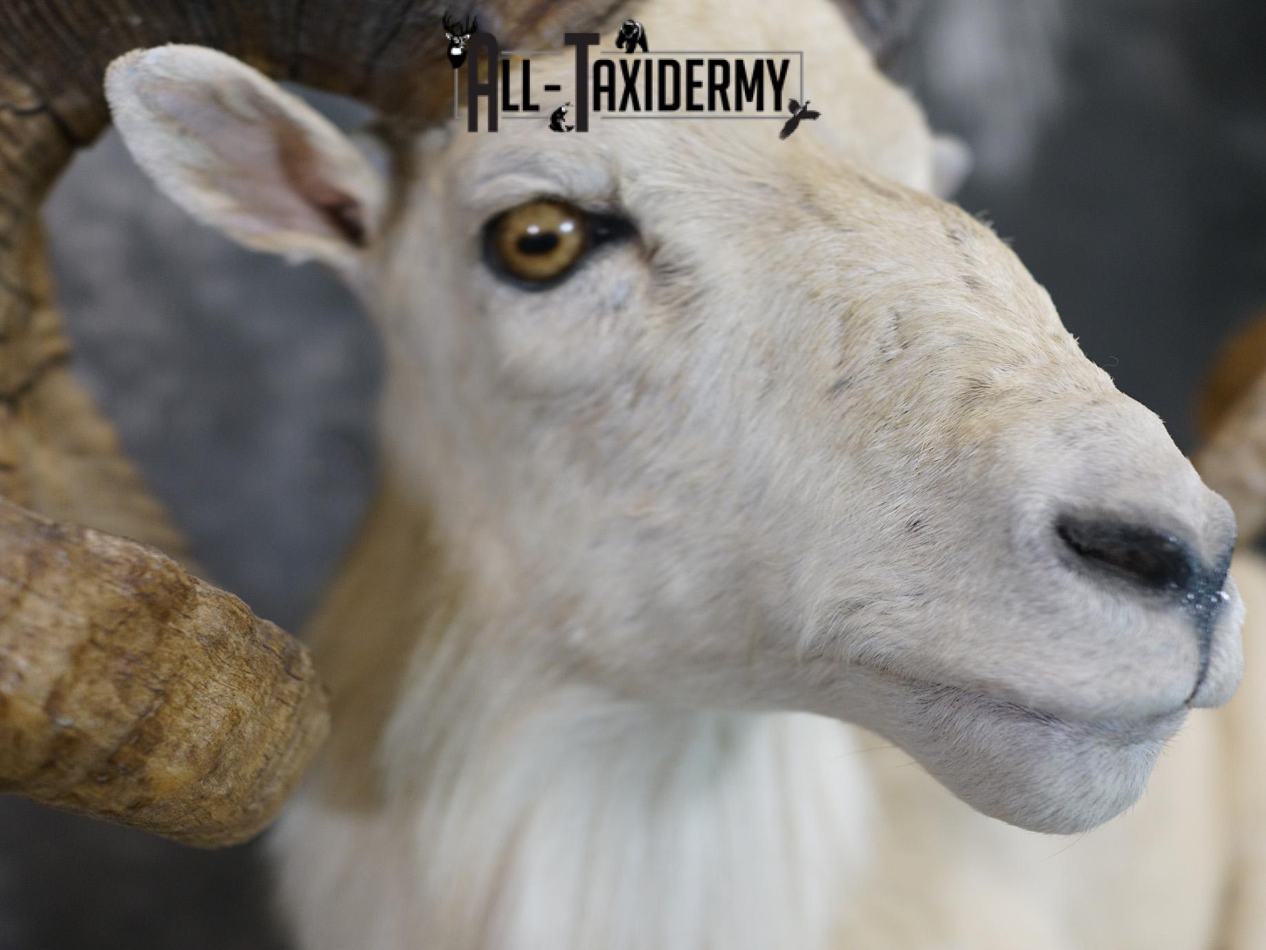 Texas Dall Sheep GOLD taxidermy mount for sale SKU 2195 - Image 9