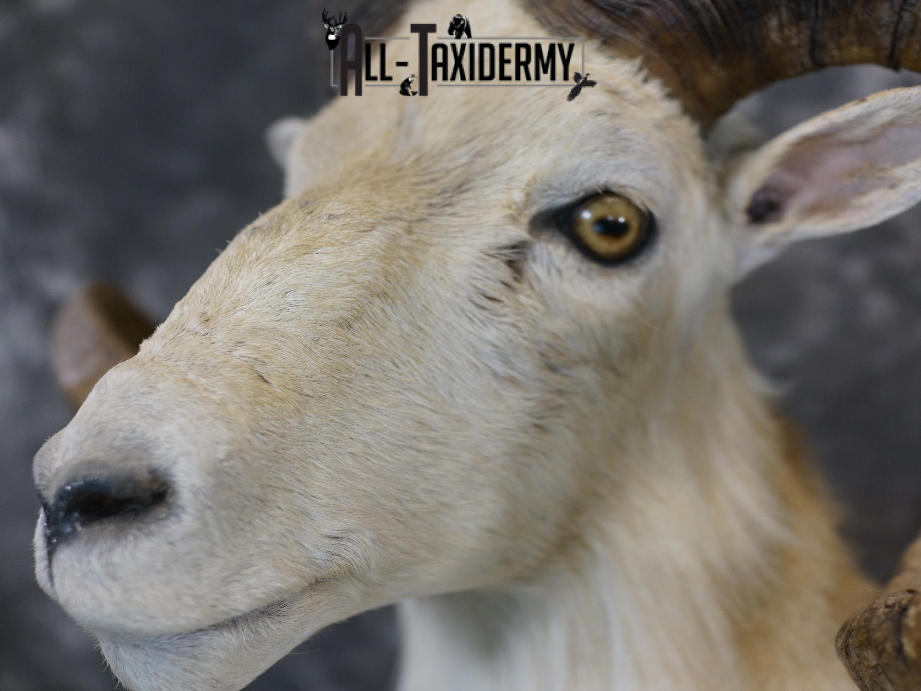 Texas Dall Sheep GOLD taxidermy mount for sale SKU 2195 - Image 8