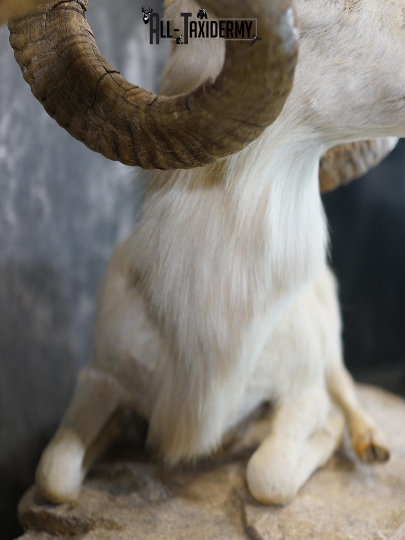 Texas Dall Sheep GOLD taxidermy mount for sale SKU 2195 - Image 7