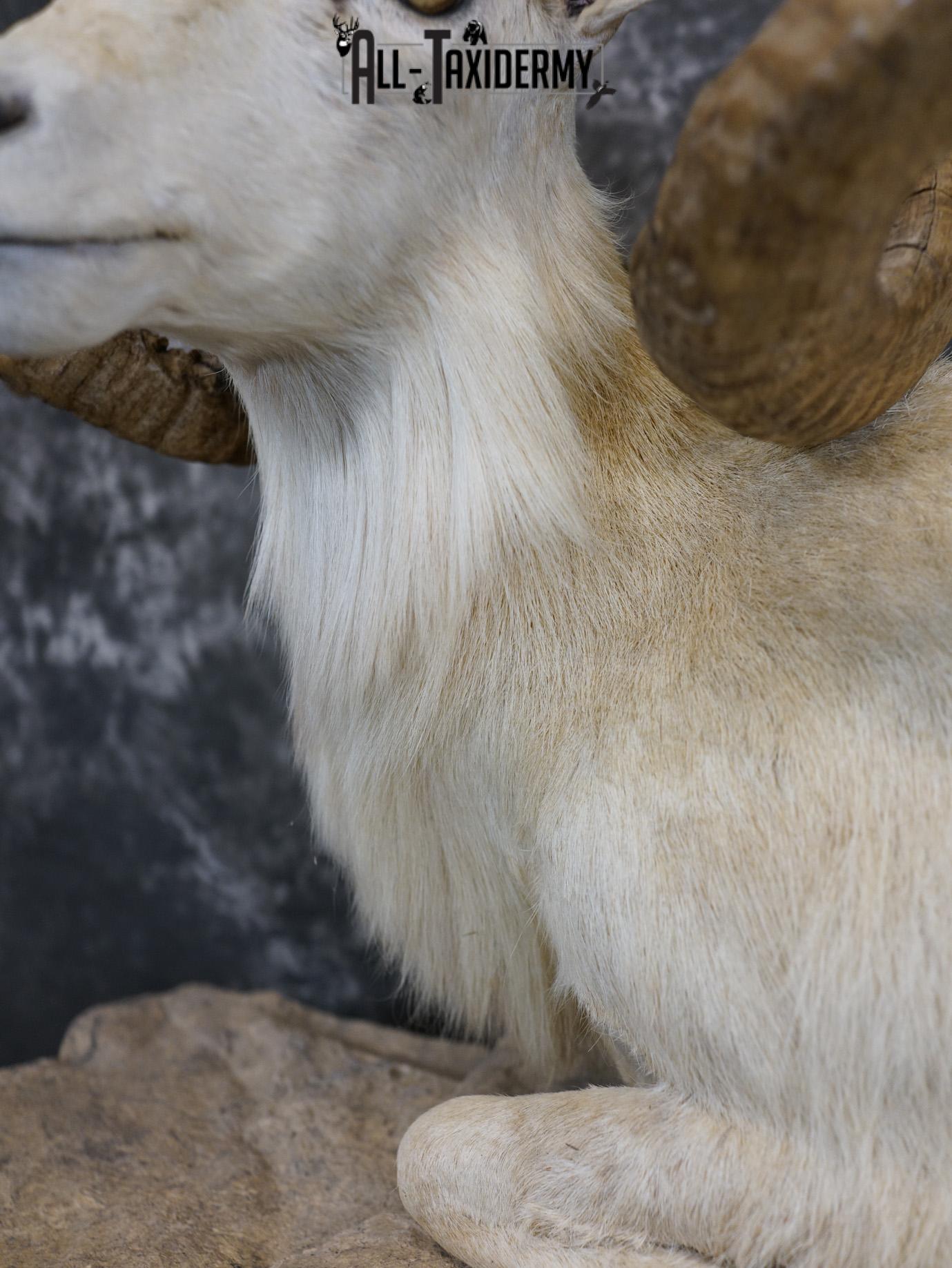 Texas Dall Sheep GOLD taxidermy mount for sale SKU 2195 - Image 6