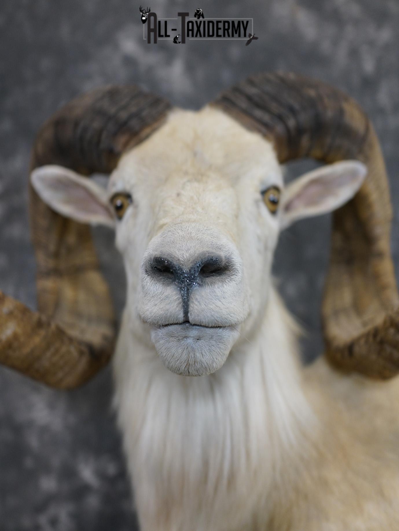 Texas Dall Sheep GOLD taxidermy mount for sale SKU 2195 - Image 5