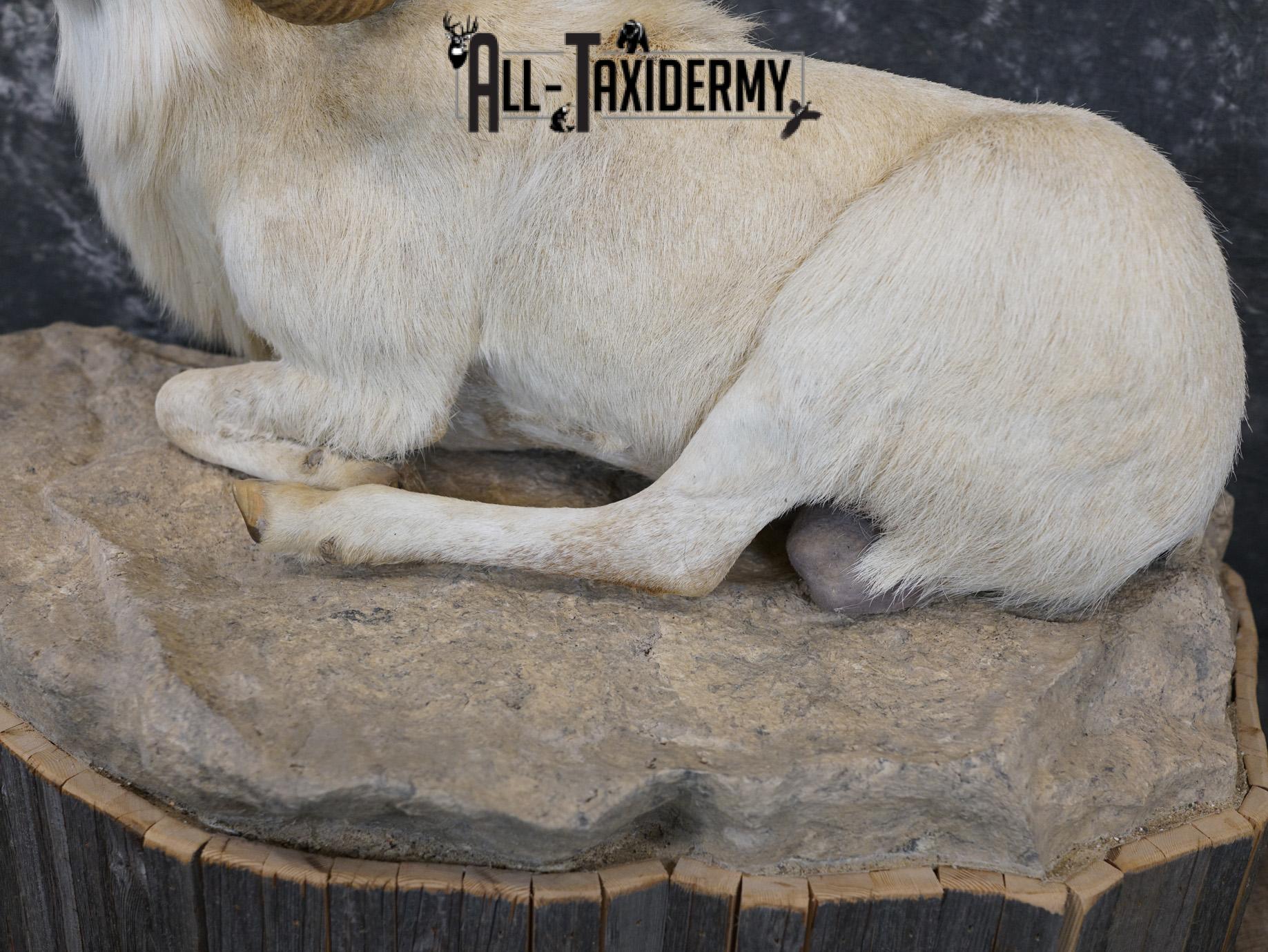 Texas Dall Sheep GOLD taxidermy mount for sale SKU 2195 - Image 4