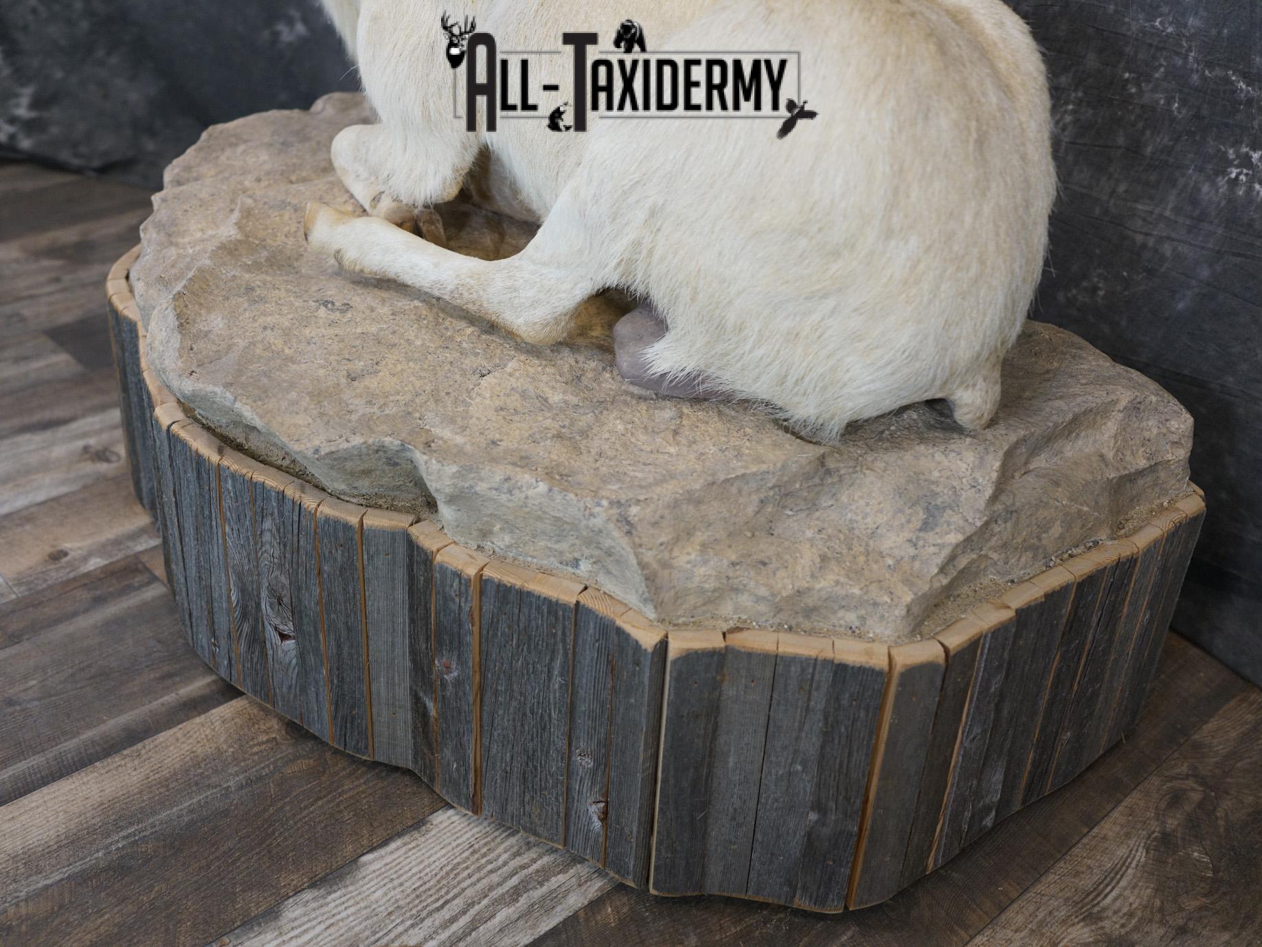 Texas Dall Sheep GOLD taxidermy mount for sale SKU 2195 - Image 3