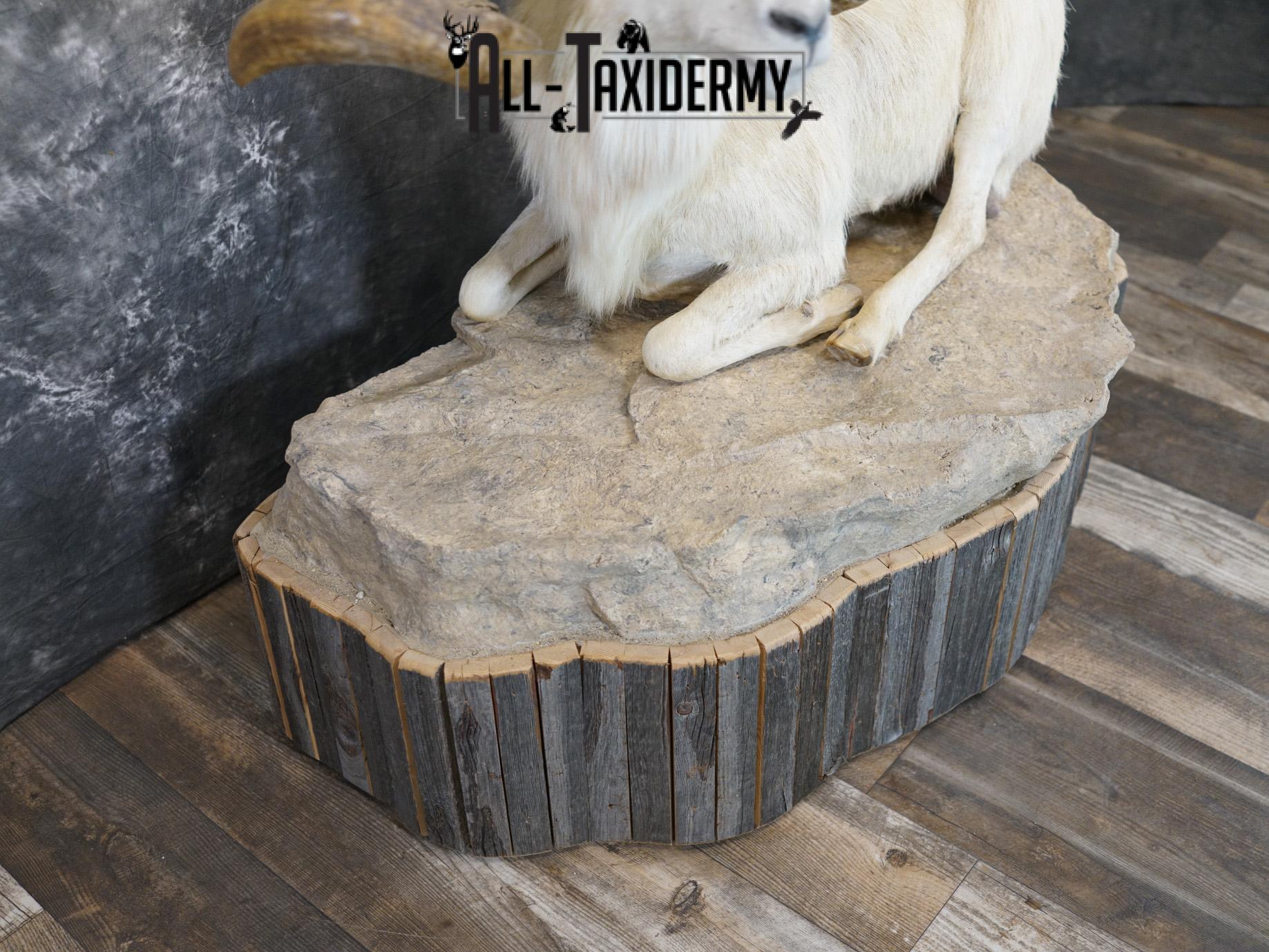 Texas Dall Sheep GOLD taxidermy mount for sale SKU 2195 - Image 2