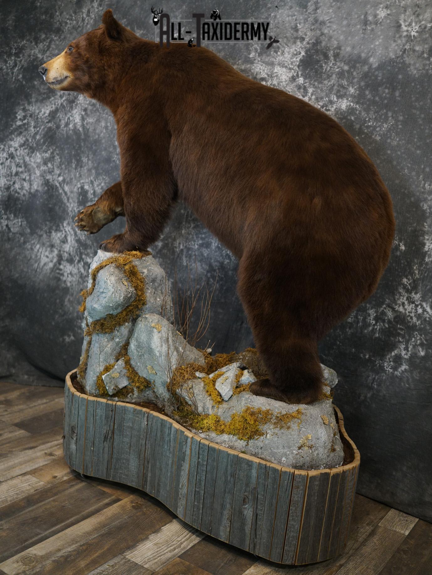 Brown Phase Black Bear taxidermy mount for sale SKU 2189 - Image 18