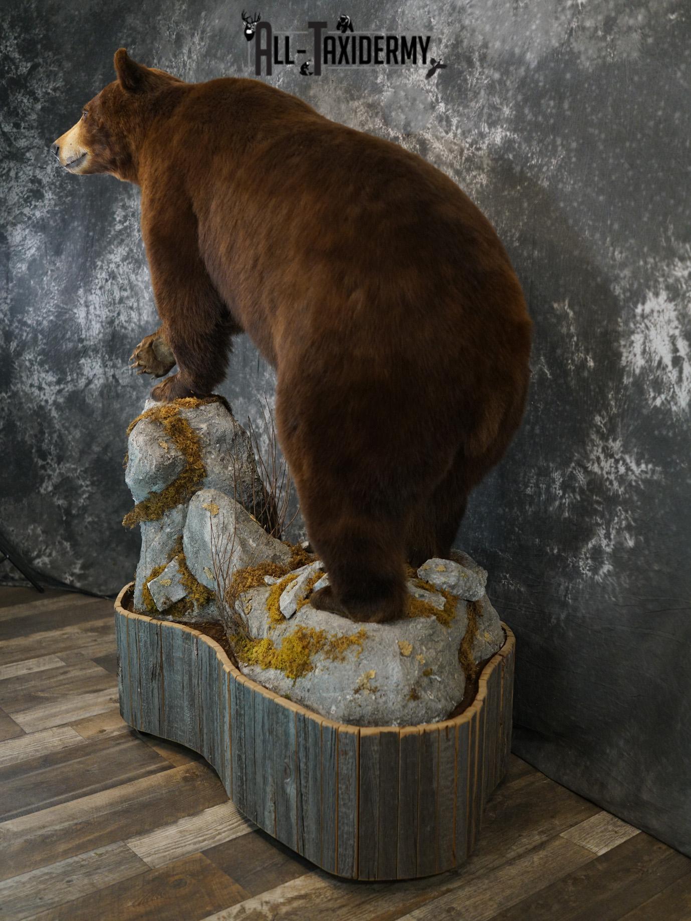 Brown Phase Black Bear taxidermy mount for sale SKU 2189 - Image 17