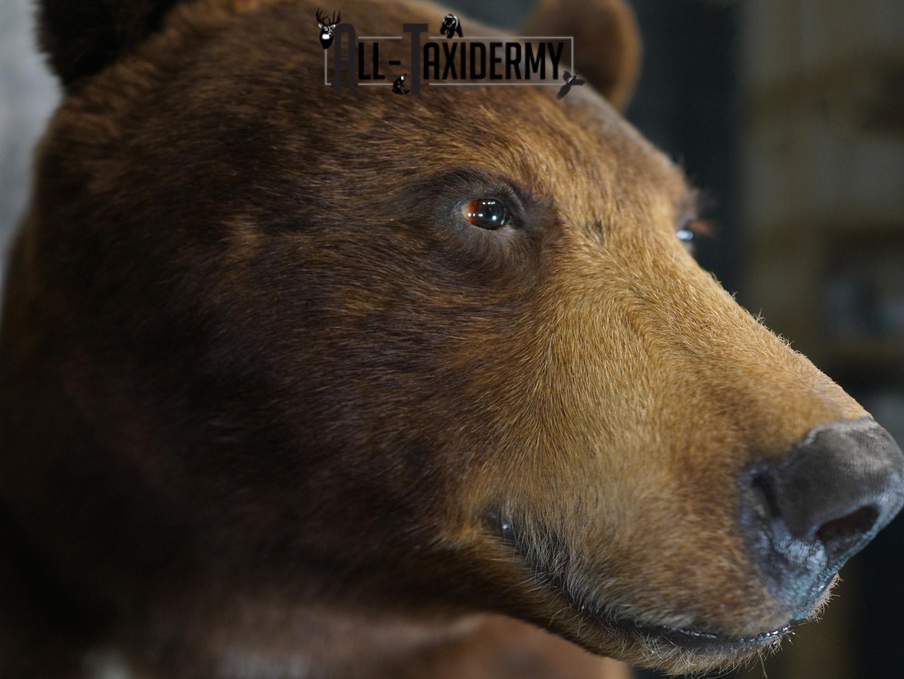 Brown Phase Black Bear taxidermy mount for sale SKU 2189 - Image 12