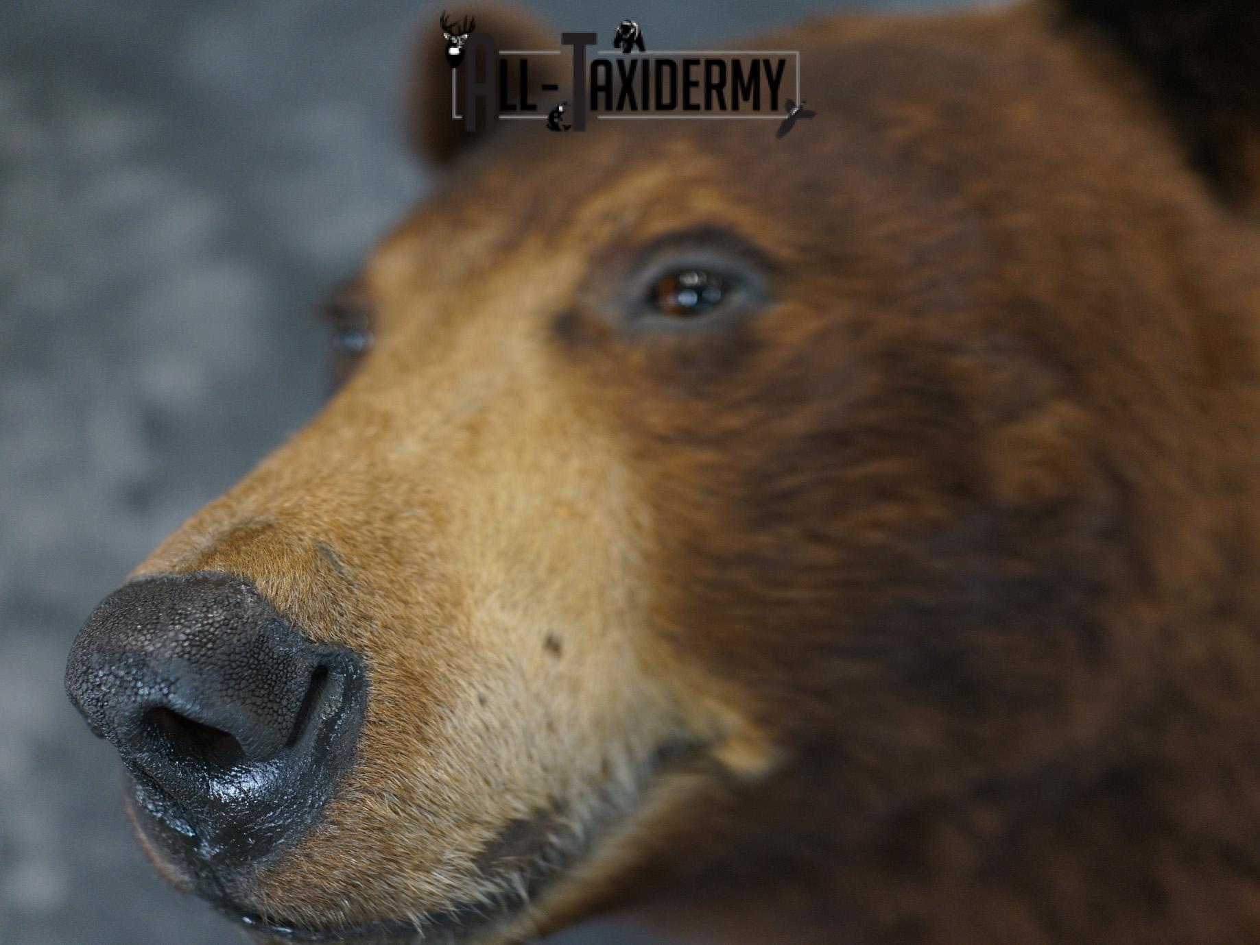 Brown Phase Black Bear taxidermy mount for sale SKU 2189 - Image 11
