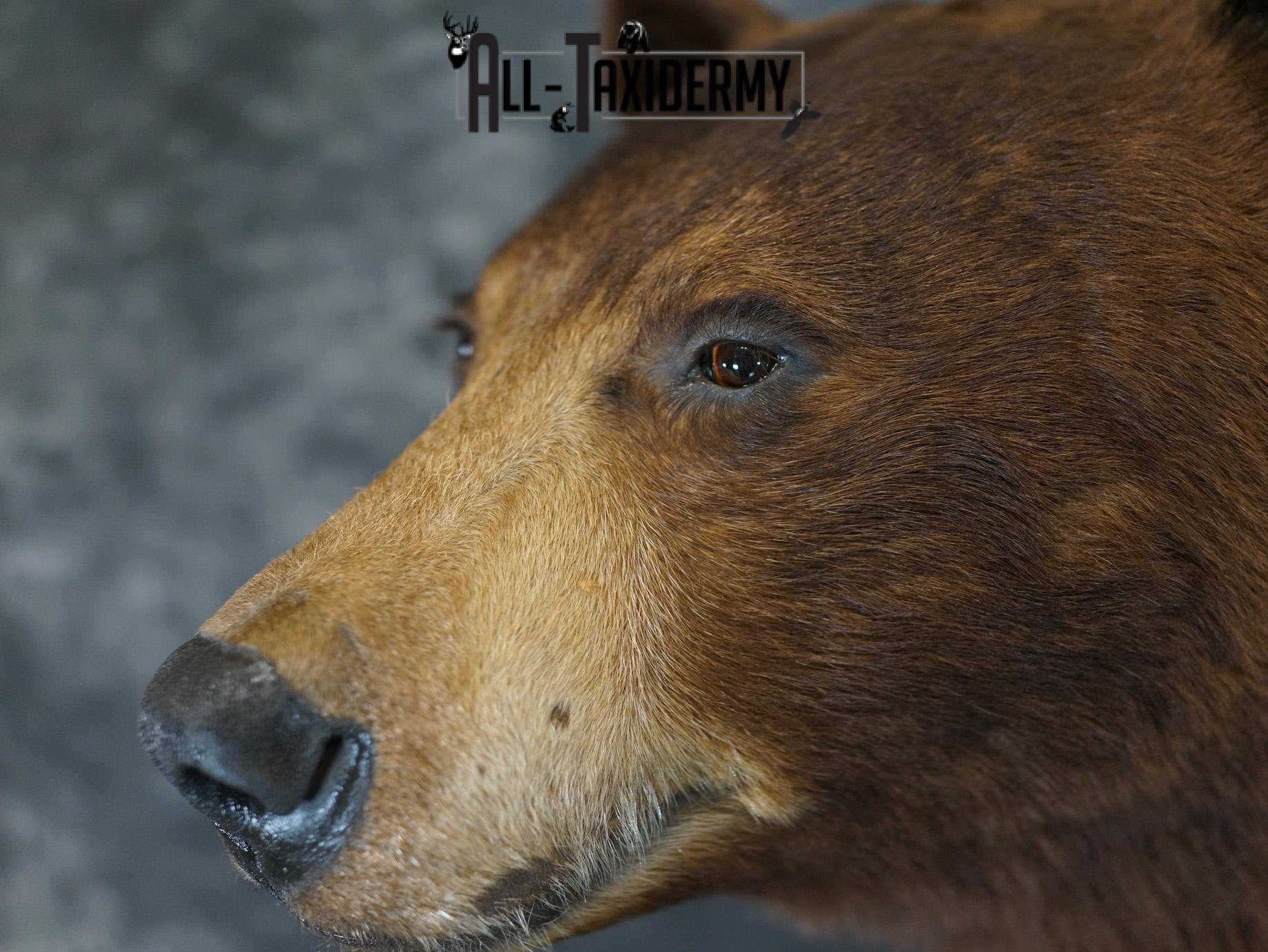 Brown Phase Black Bear taxidermy mount for sale SKU 2189 - Image 10