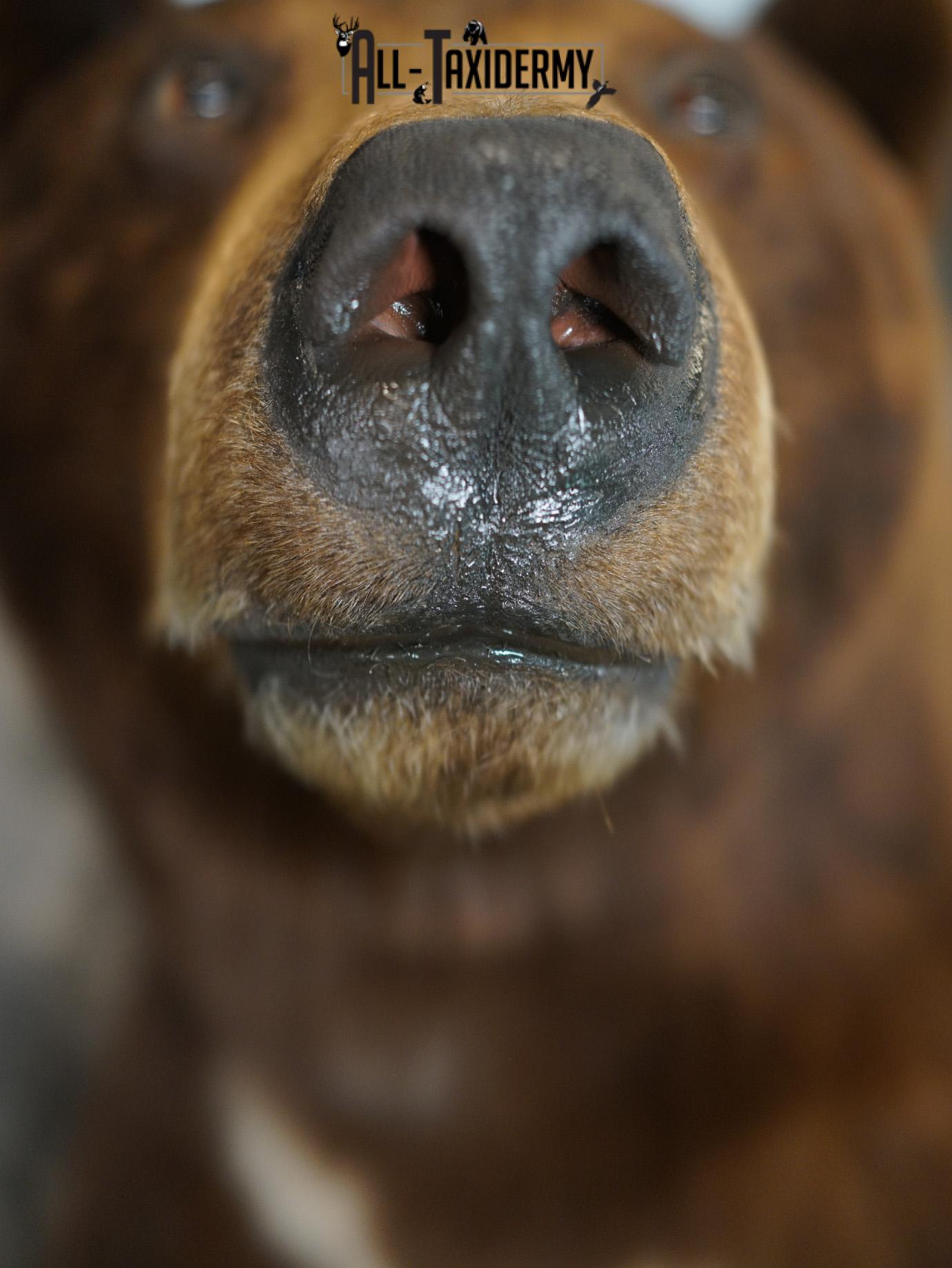 Brown Phase Black Bear taxidermy mount for sale SKU 2189 - Image 9