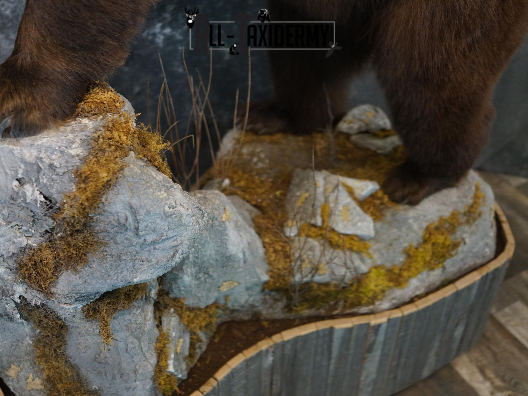 Brown Phase Black Bear taxidermy mount for sale SKU 2189 - Image 8