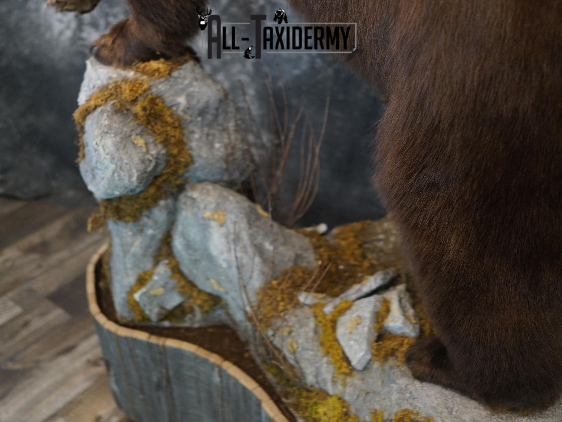 Brown Phase Black Bear taxidermy mount for sale SKU 2189 - Image 7