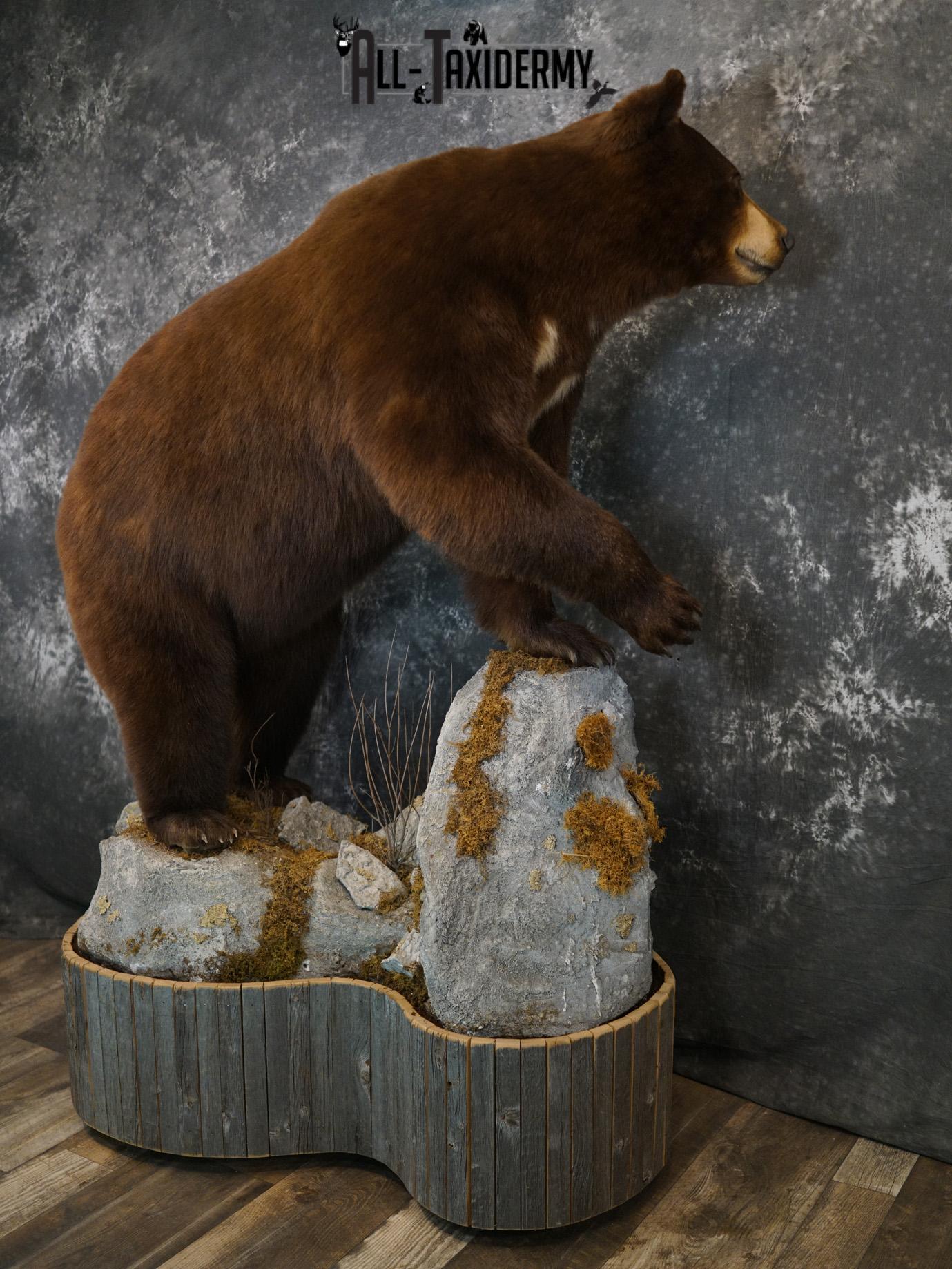 Brown Phase Black Bear taxidermy mount for sale SKU 2189 - Image 6