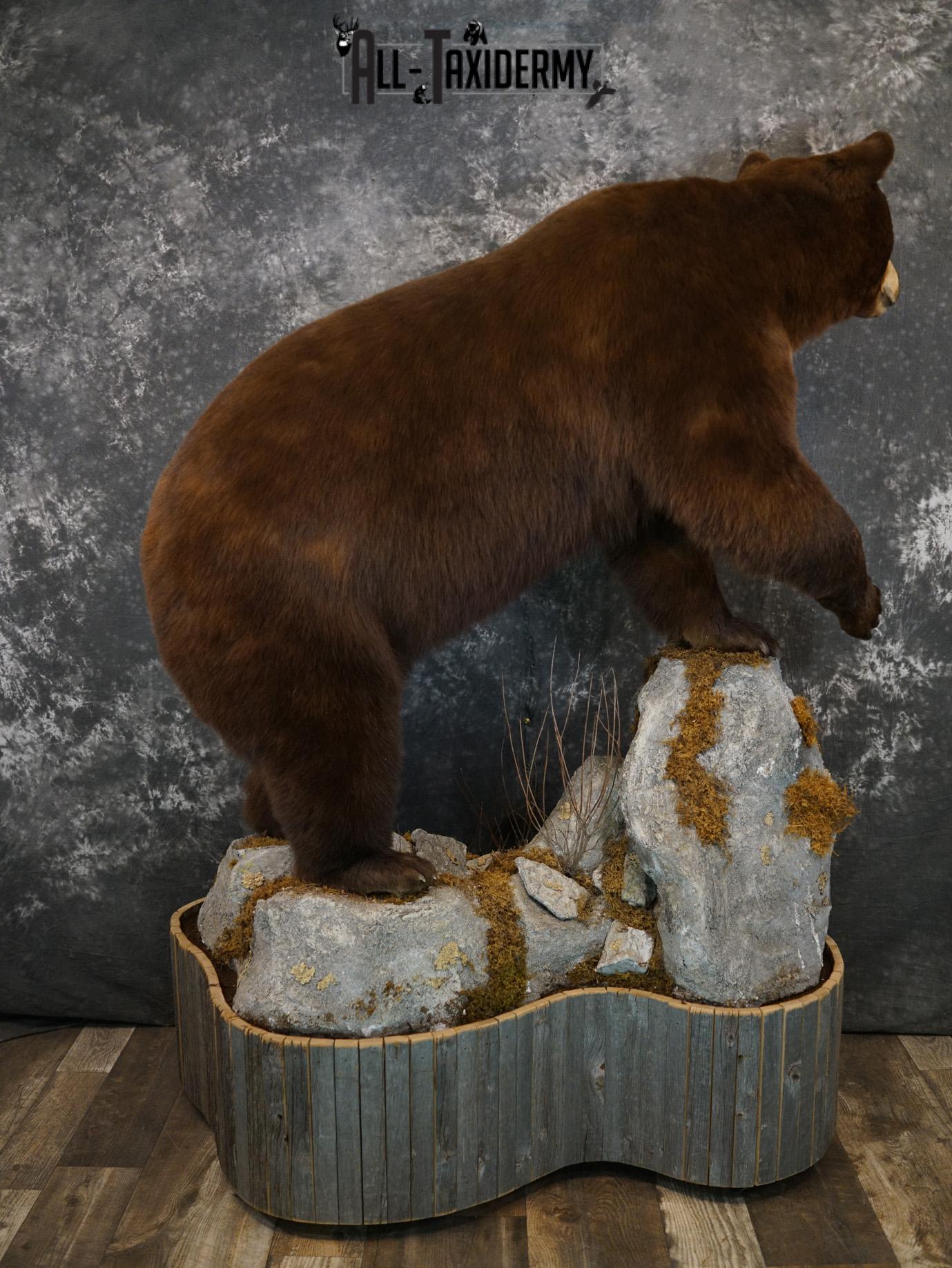 Brown Phase Black Bear taxidermy mount for sale SKU 2189 - Image 5