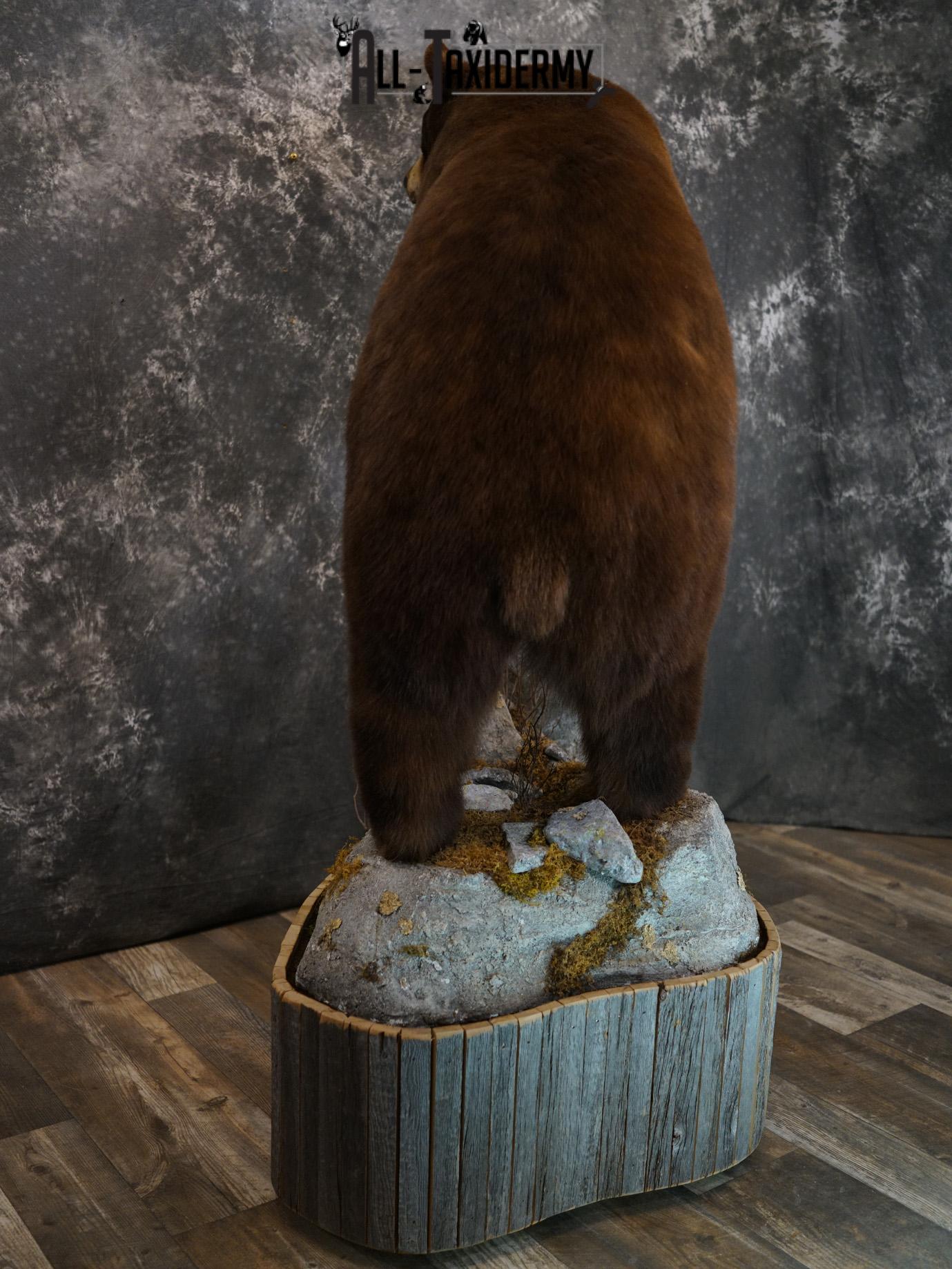 Brown Phase Black Bear taxidermy mount for sale SKU 2189 - Image 3