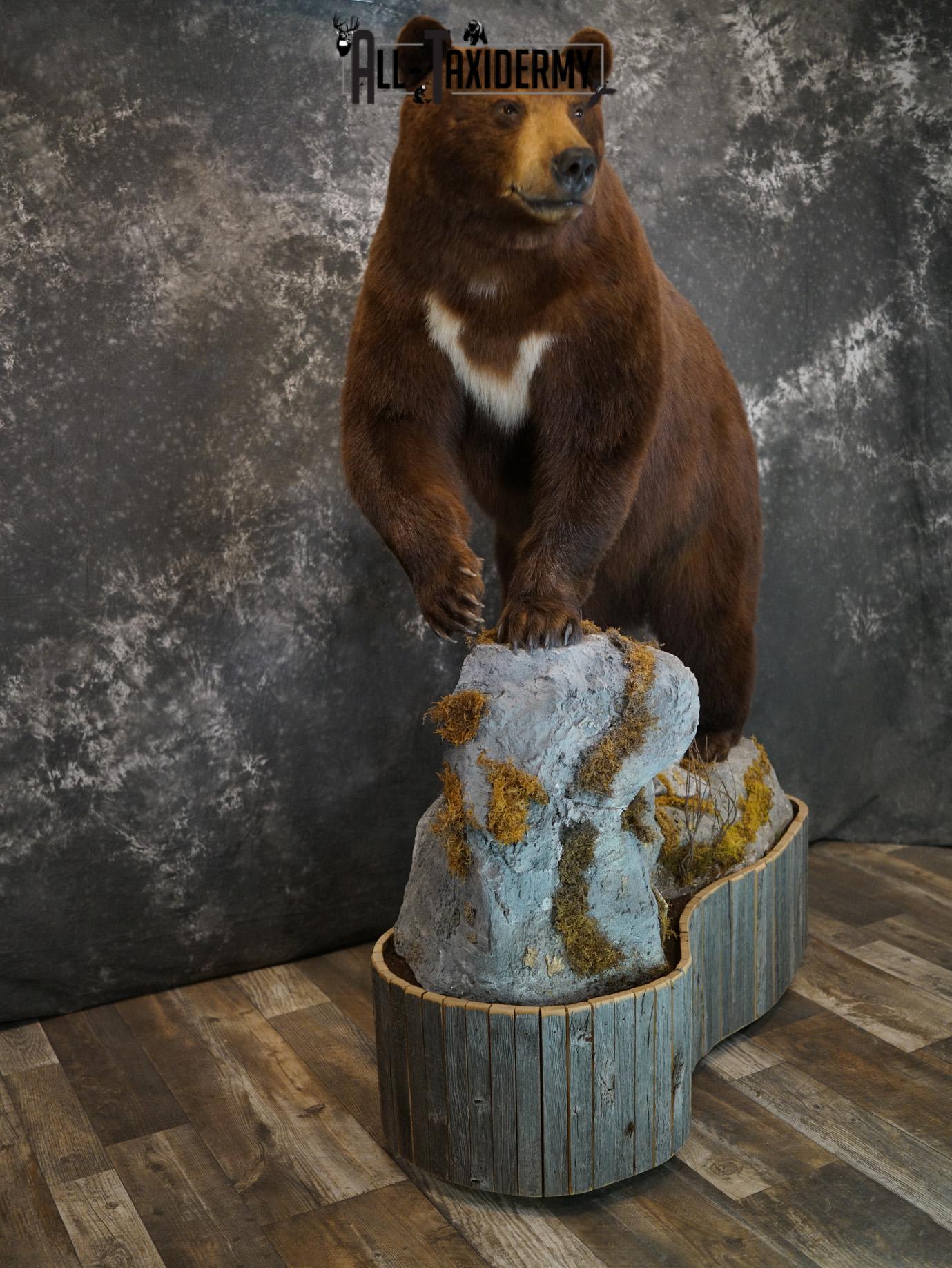 Brown Phase Black Bear taxidermy mount for sale SKU 2189 - Image 2