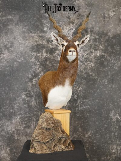 Himalayan Black buck taxidermy Pedestal mount for sale SKU 2175