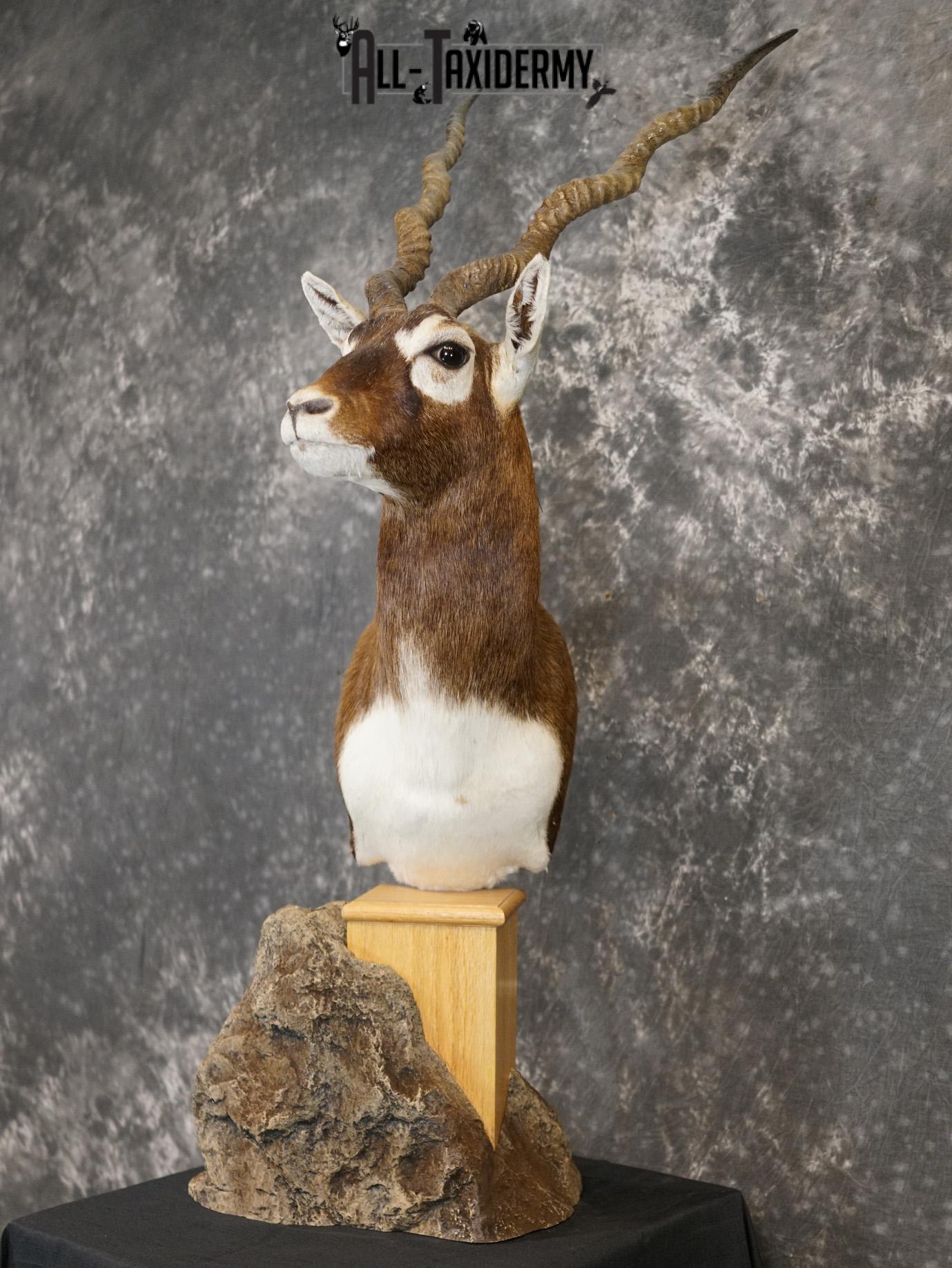 Himalayan Black buck taxidermy Pedestal mount for sale SKU 2175 - Image 11