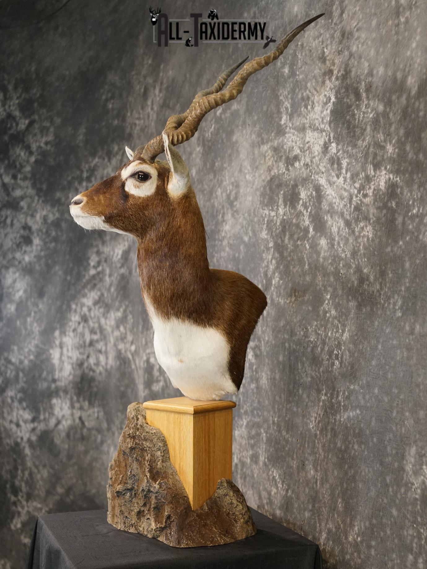 Himalayan Black buck taxidermy Pedestal mount for sale SKU 2175 - Image 10