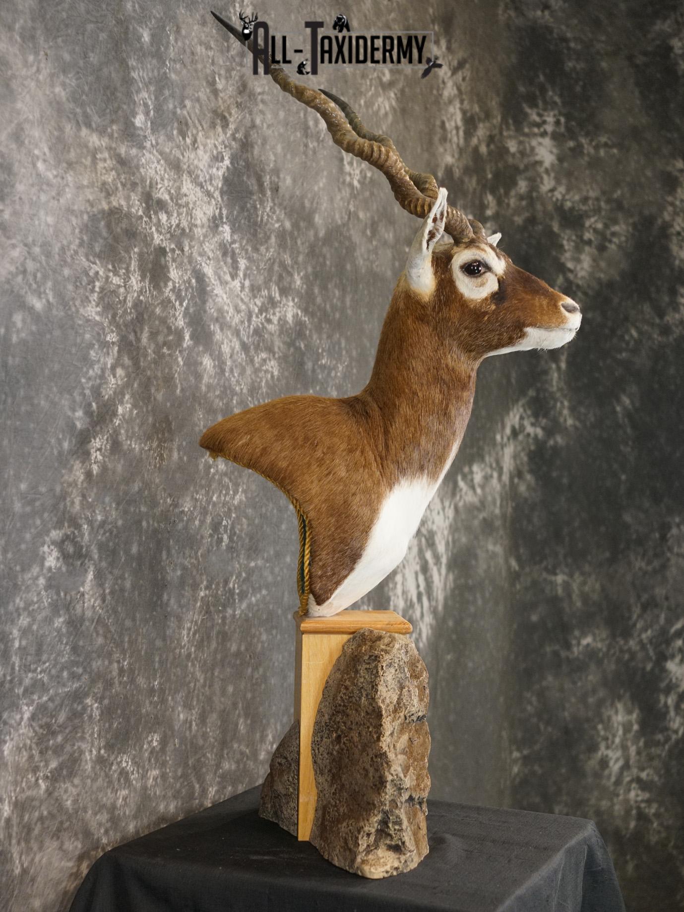 Himalayan Black buck taxidermy Pedestal mount for sale SKU 2175 - Image 8