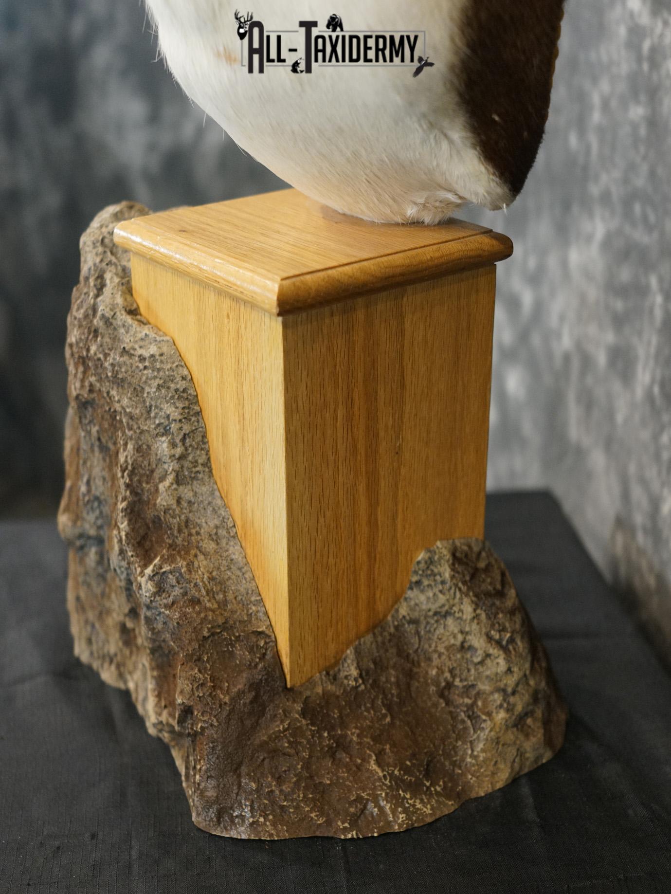Himalayan Black buck taxidermy Pedestal mount for sale SKU 2175 - Image 2