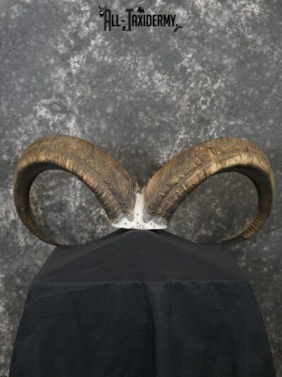 Aoudad Skull Plate and Horns Mount SCI GOLD SKU 2204