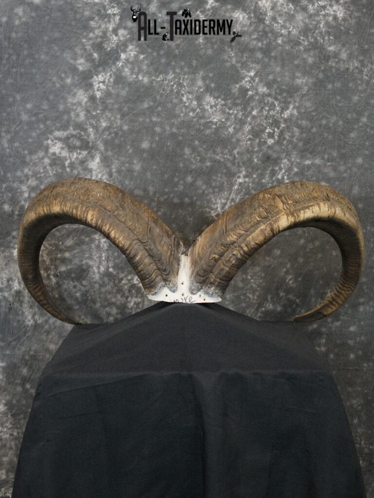 Aoudad Skull Plate and Horns Mount SCI GOLD SKU 2204 All Taxidermy