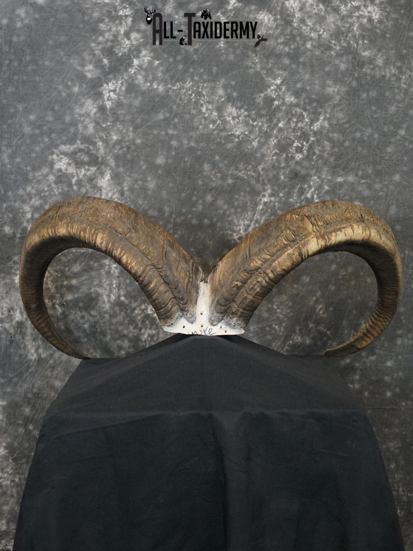 Aoudad Skull Plate and Horns Mount SCI GOLD SKU 2204