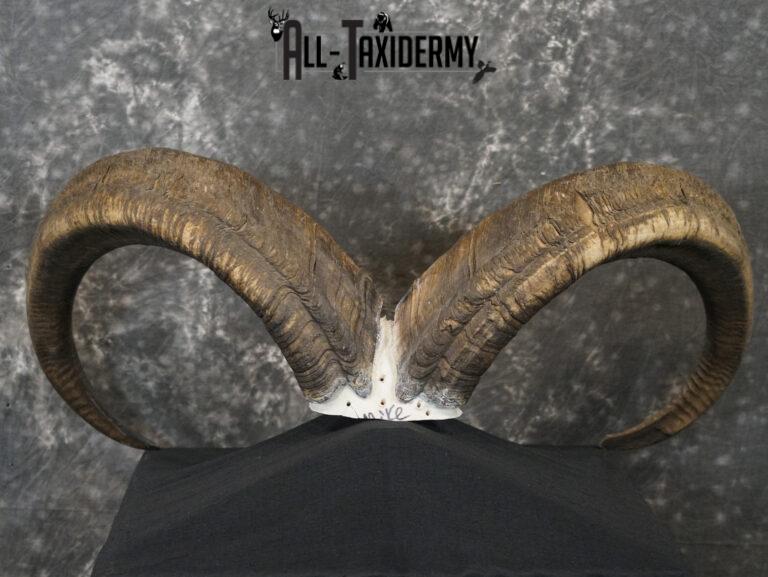 Aoudad Skull Plate and Horns Mount SCI GOLD SKU 2204 All Taxidermy