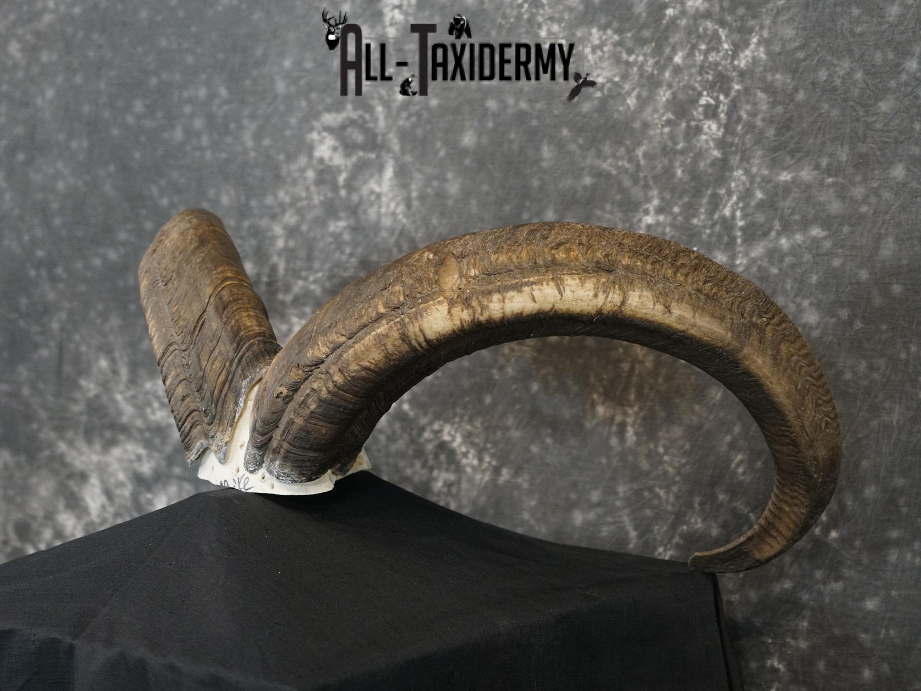 Aoudad Skull Plate and Horns Mount SCI GOLD SKU 2204 - Image 9