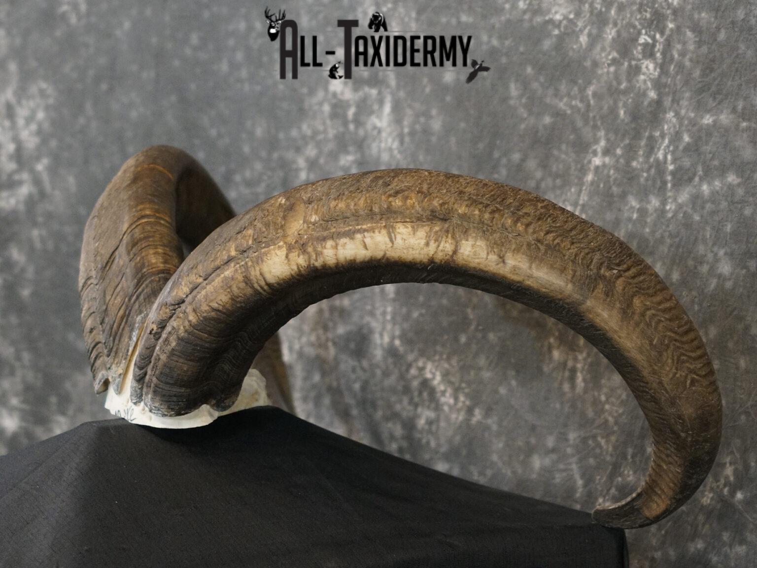 Aoudad Skull Plate and Horns Mount SCI GOLD SKU 2204 All Taxidermy