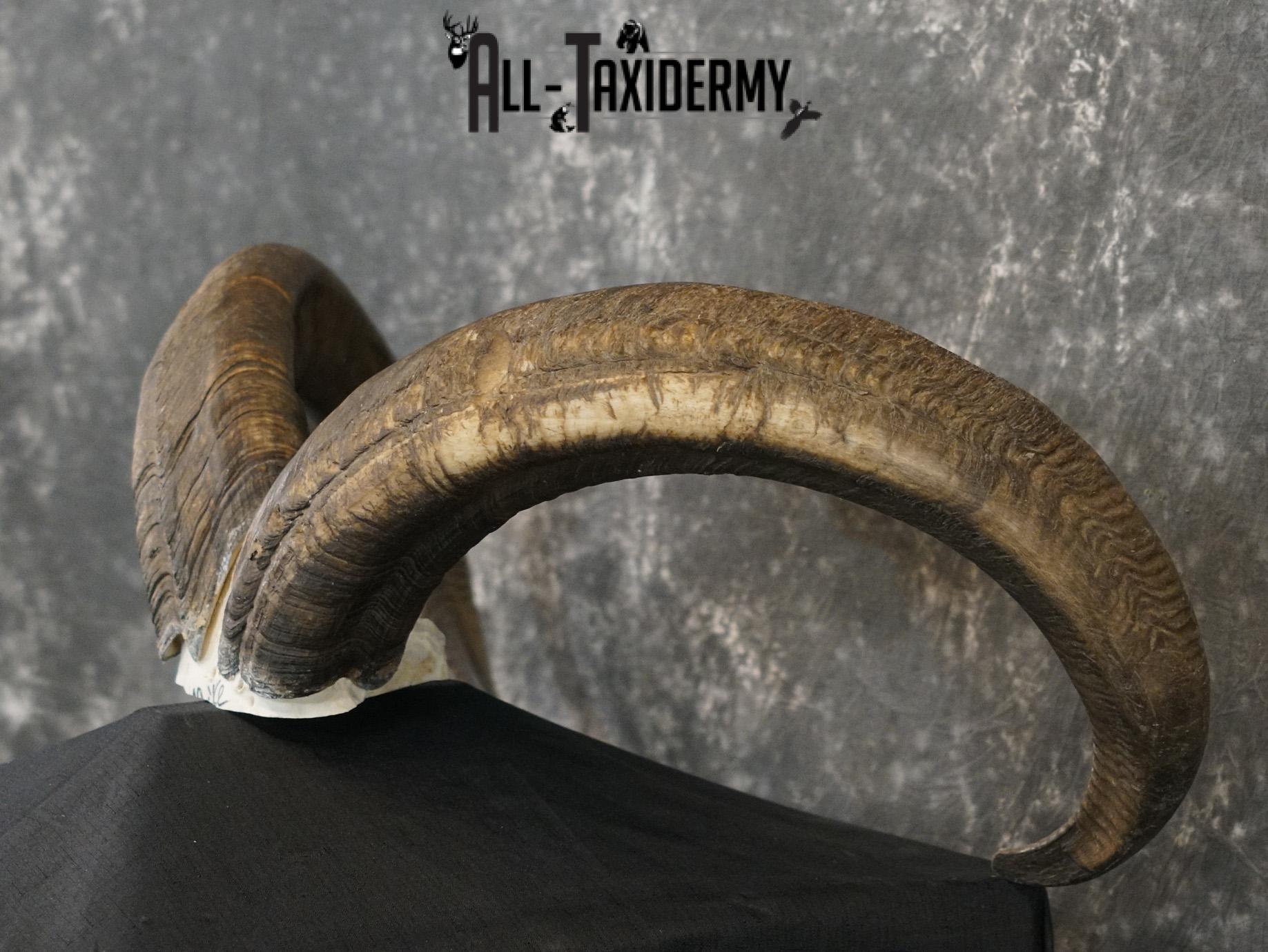 Aoudad Skull Plate and Horns Mount SCI GOLD SKU 2204 - Image 8