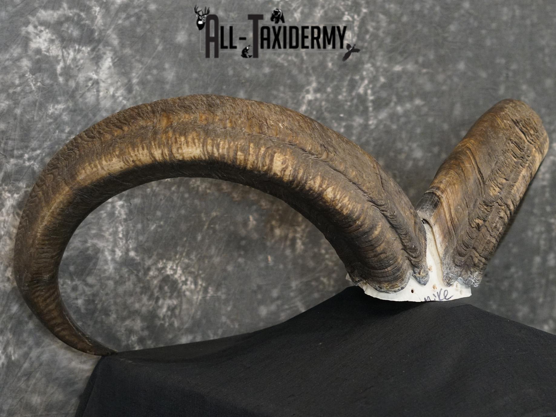 Aoudad Skull Plate and Horns Mount SCI GOLD SKU 2204 - Image 7