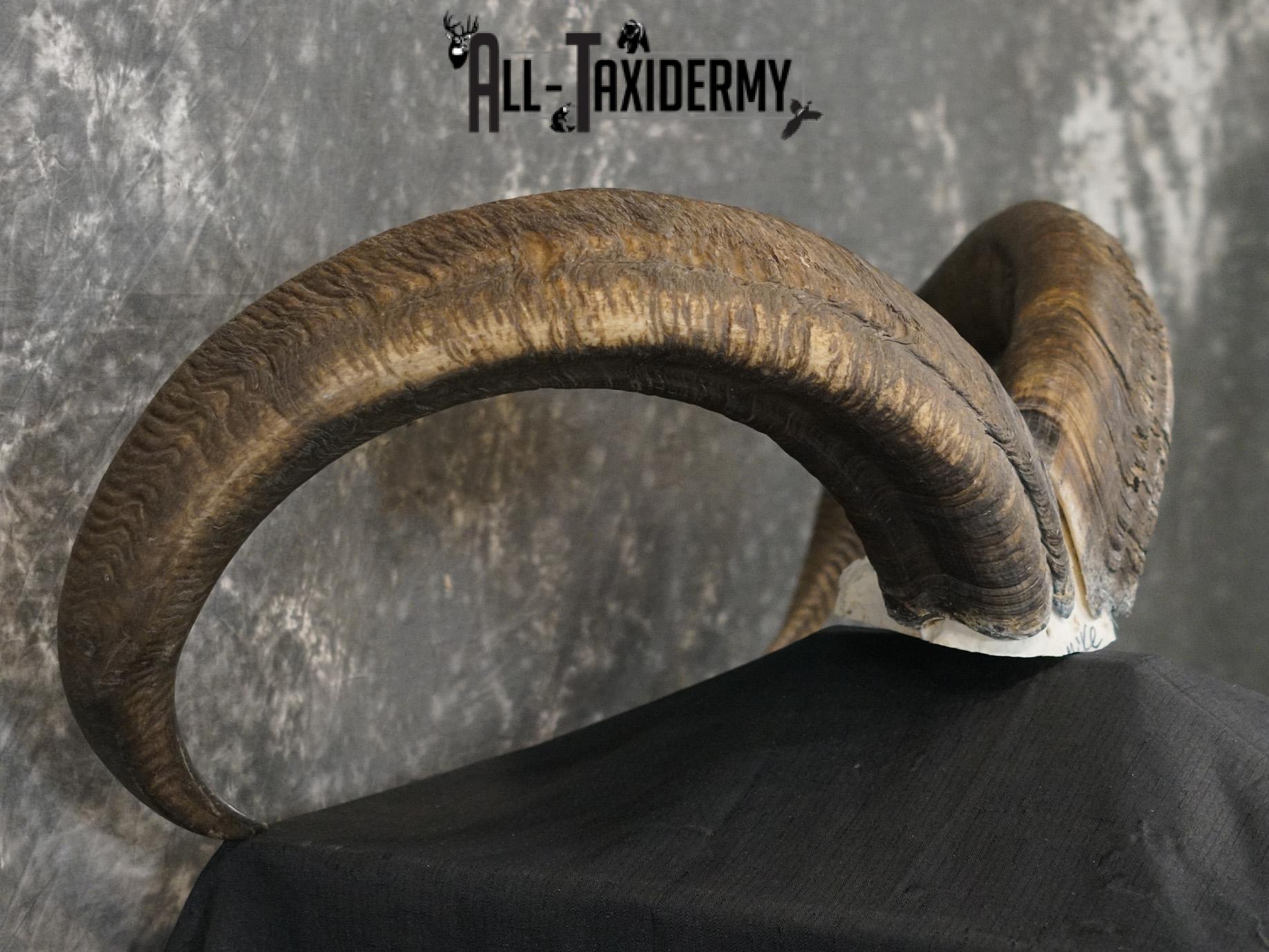 Aoudad Skull Plate and Horns Mount SCI GOLD SKU 2204 - Image 6